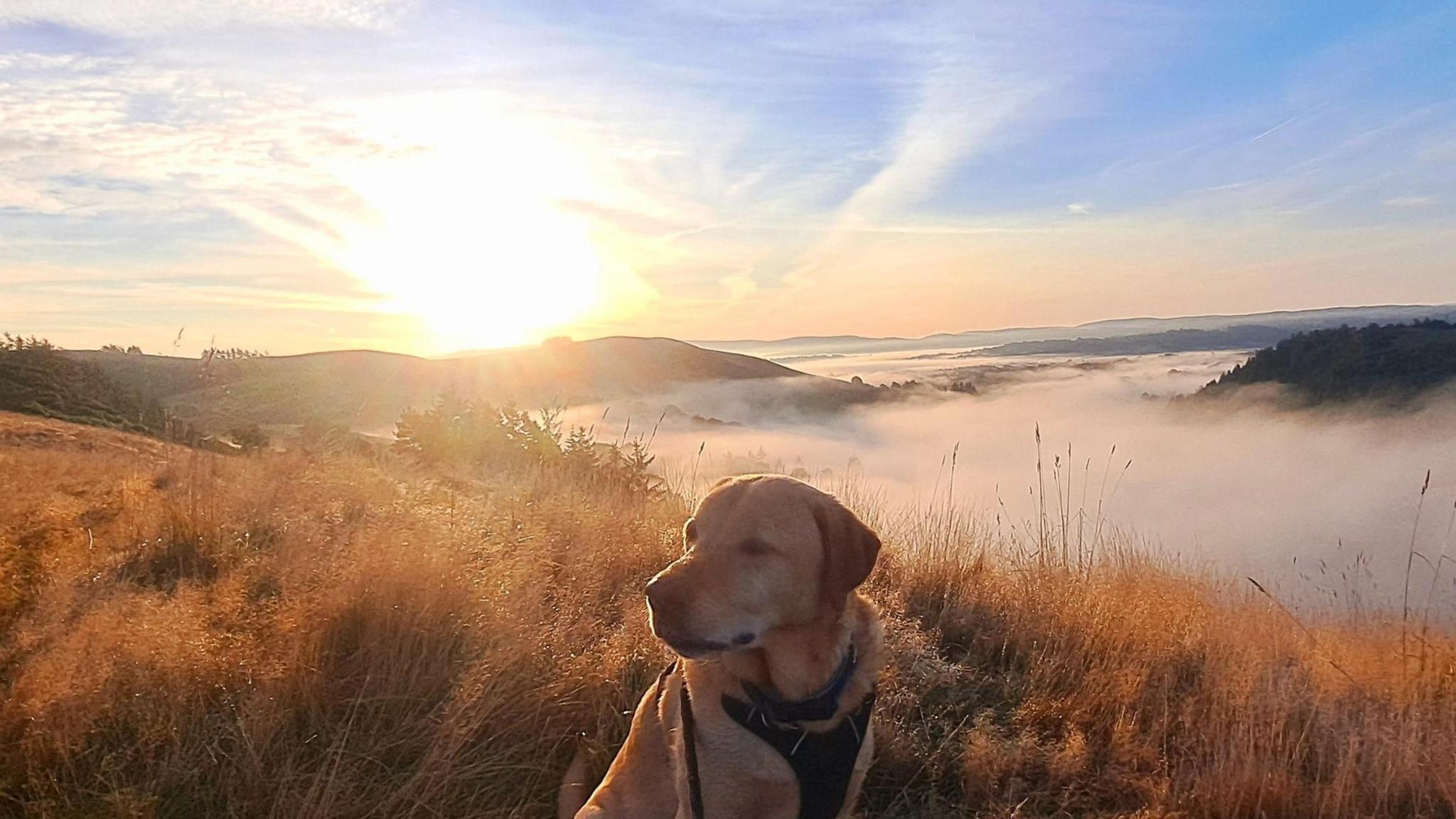 A golden Labrador looks away from the camera in the foreground of the photo. Behind is a valley of fog and the Sun is shining