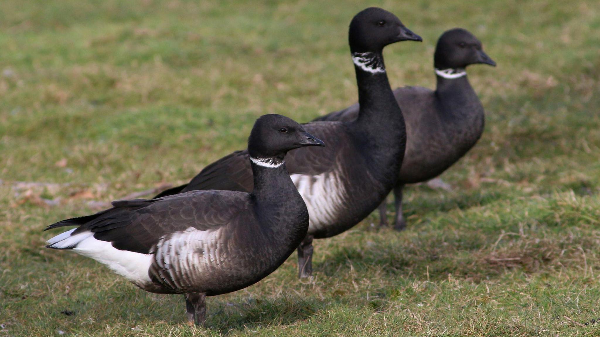 Three black bellied Brent Geese stood on grass