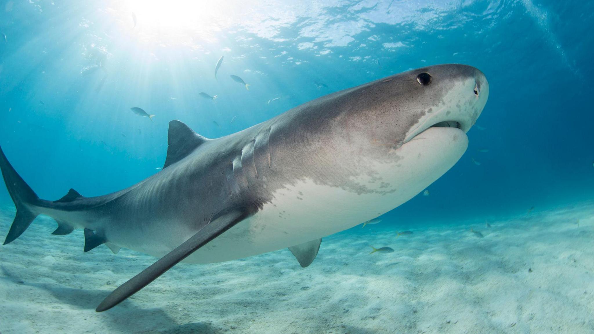 Tiger shark swimming in the ocean 