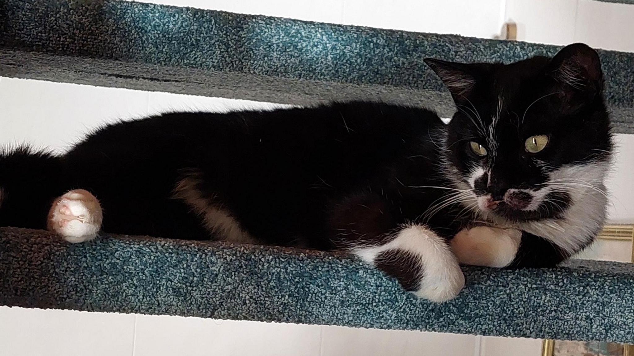 Pierre safely at home in France. The cat, which has a black and white face, white paws and a black body, is curled up on a staircase looking contented.