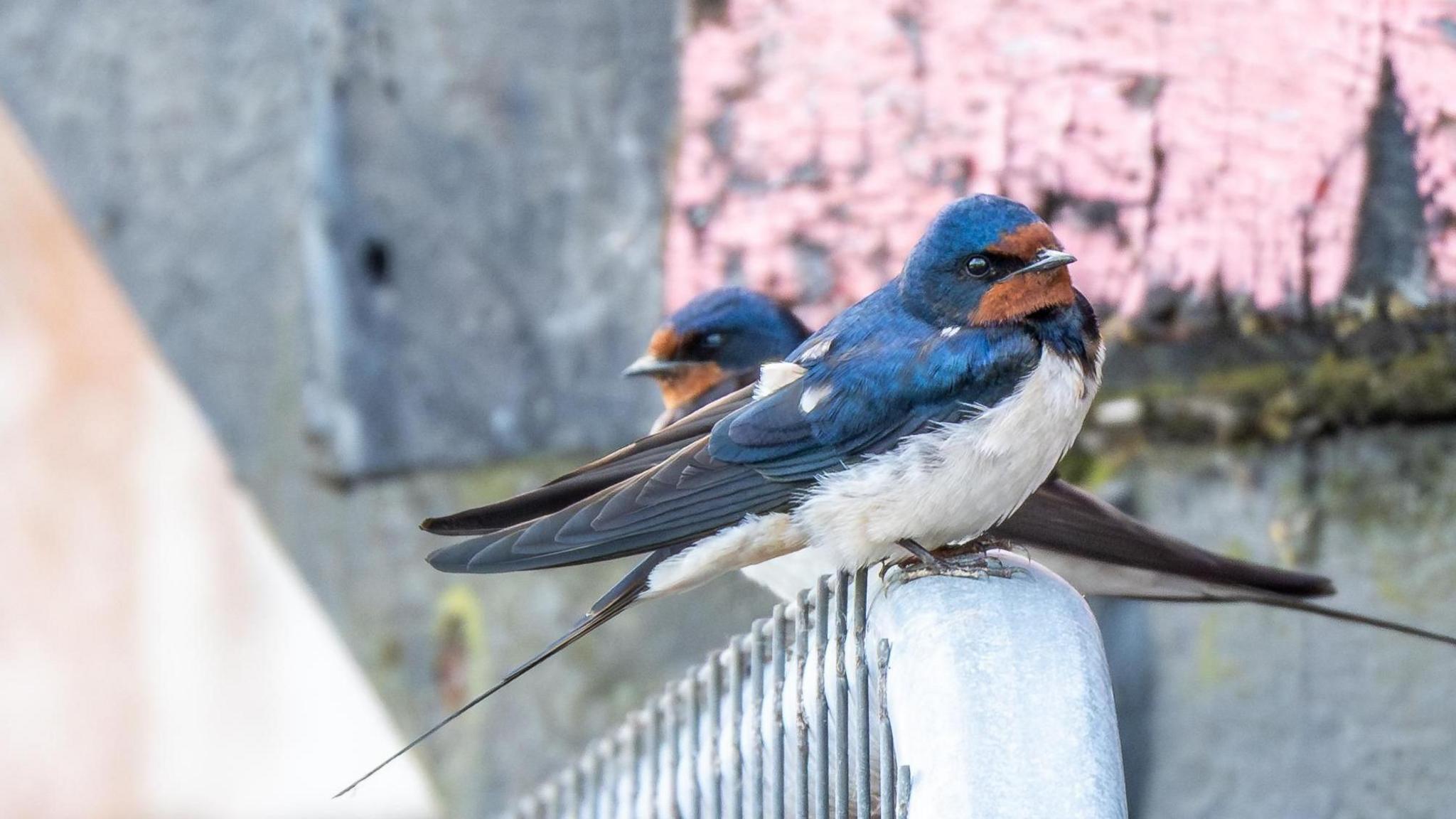 Two Barn Swallows sit on a railing