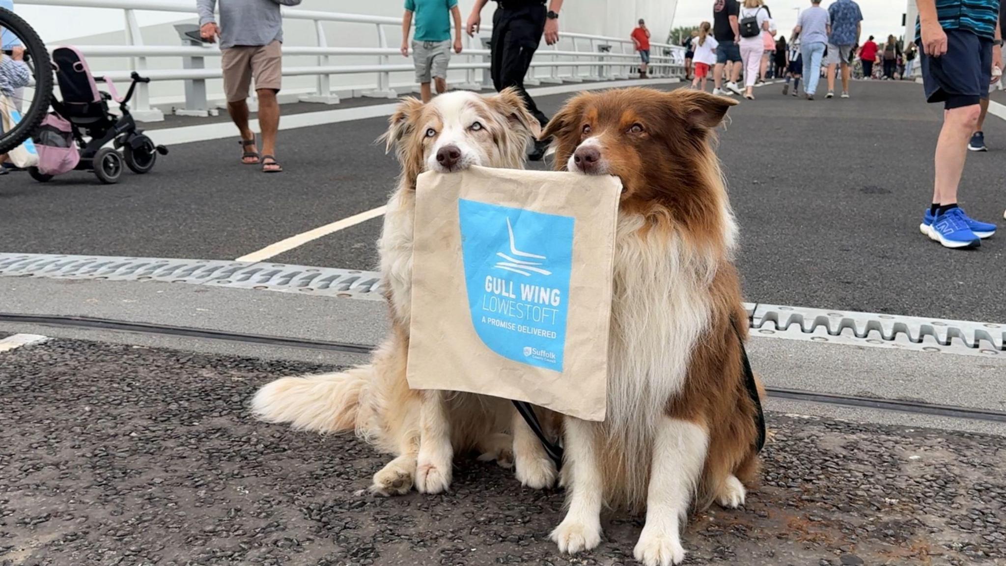 Two Collie-style dogs holding up a Gull Wing bridge tote bags with their mouths