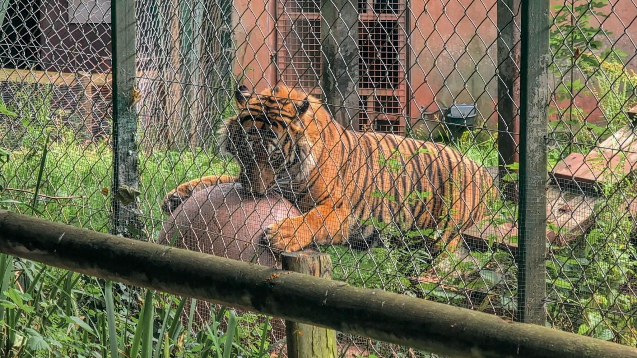 A Sumatran tigers playing with a pink yoga ball. He has its front paws around the ball. It has orange fur and black stripes and a pink nose. There is a fence in front of the tiger. There are green leaves in the enclosure.