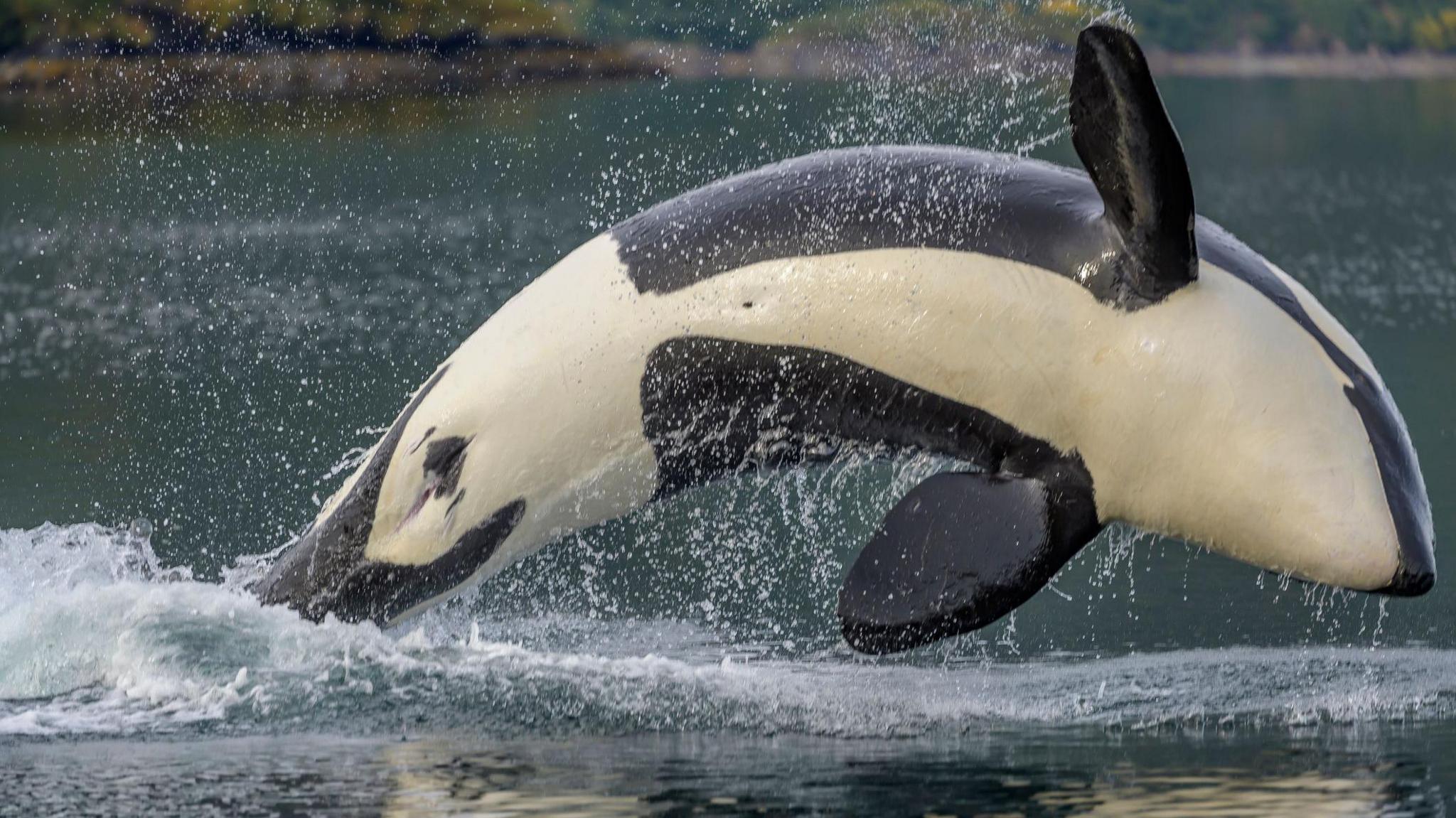 An orca jumping out of the water