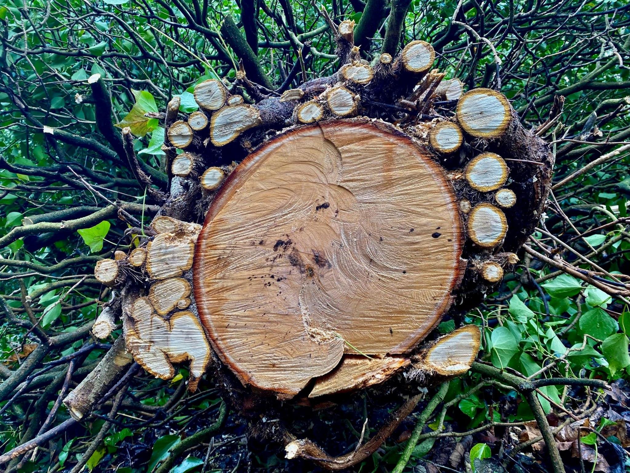 A chopped tree trunk on its side with branches surrounding it and ivy vines growing around it.