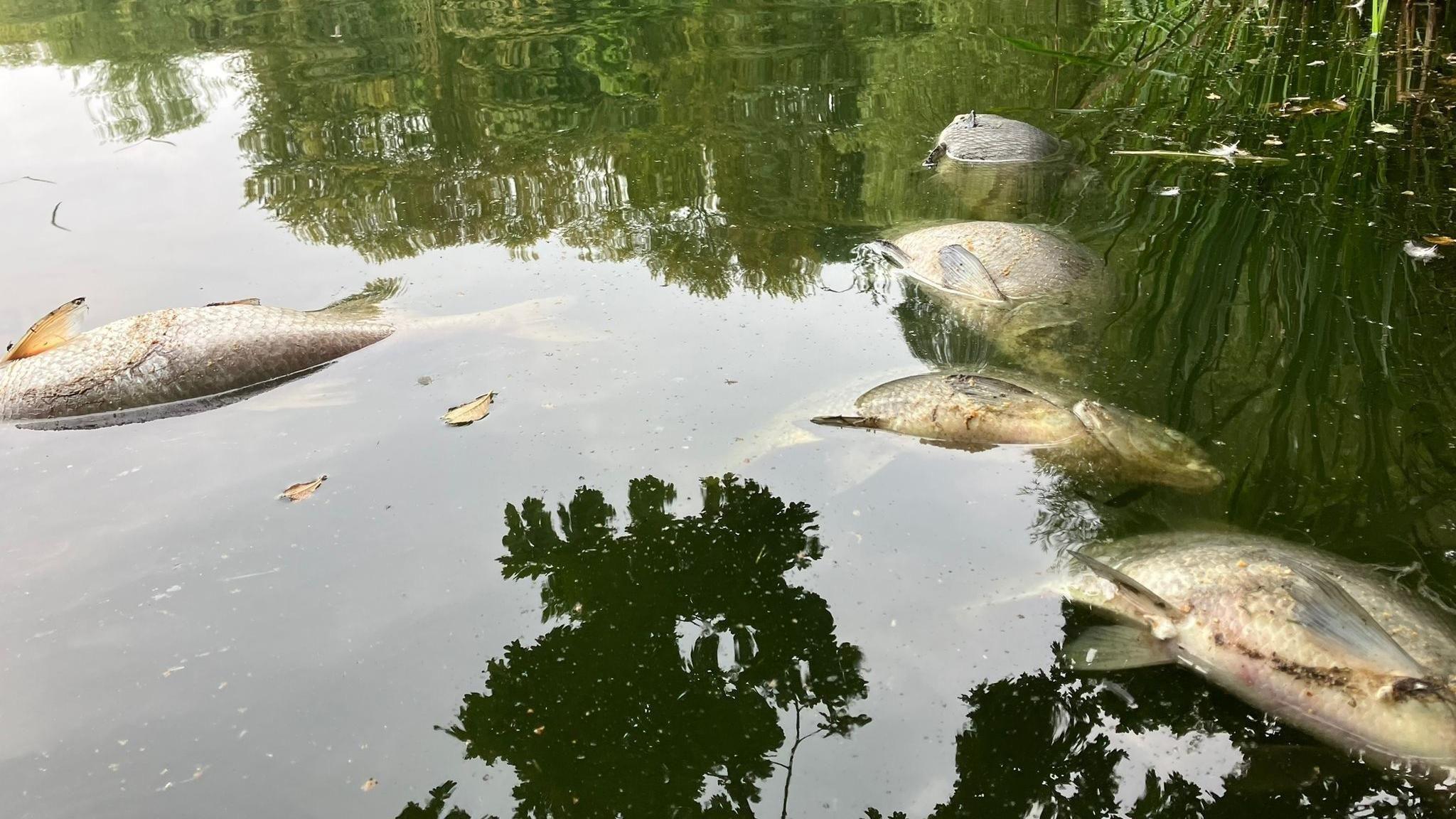 Dead fish floating in the water