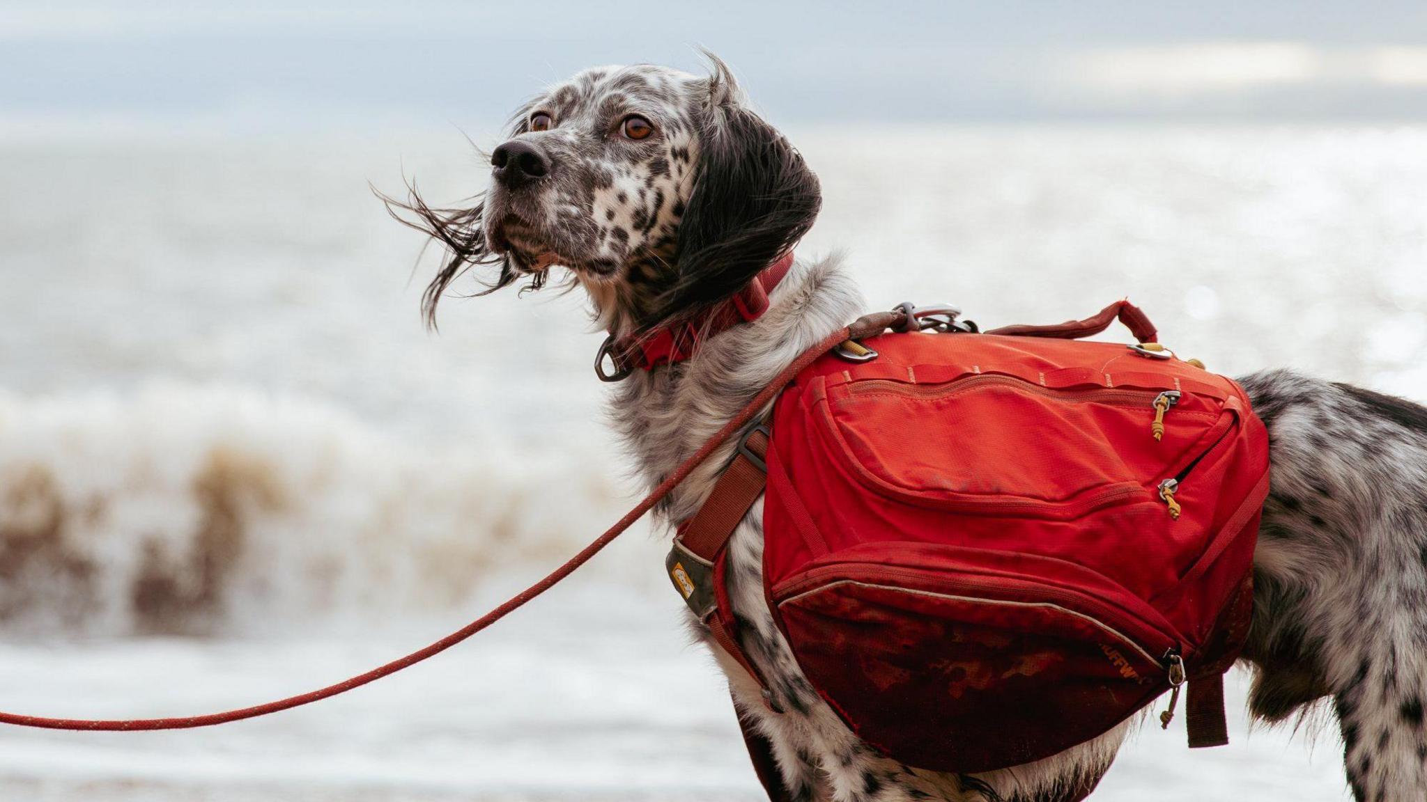 A close-up image of Louis, who is looking away from the camera with the grey sea behind him. A wave is crashing onto shore in the background. He has a red messenger bag attached to his harness, and has a red collar and lead. 