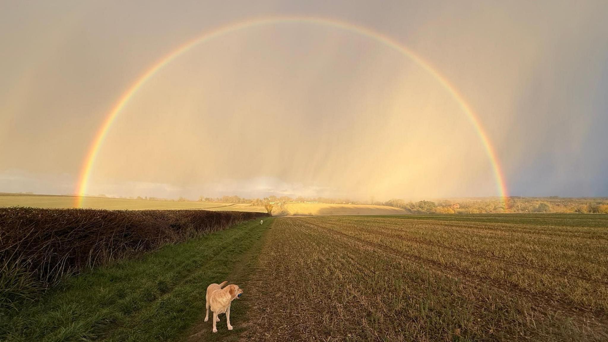 A full rainbow can be seen on the horizon over a field. The field is bare with a grass strip next to a hedge. A dog is facing away from the camera looking at the rainbow. 