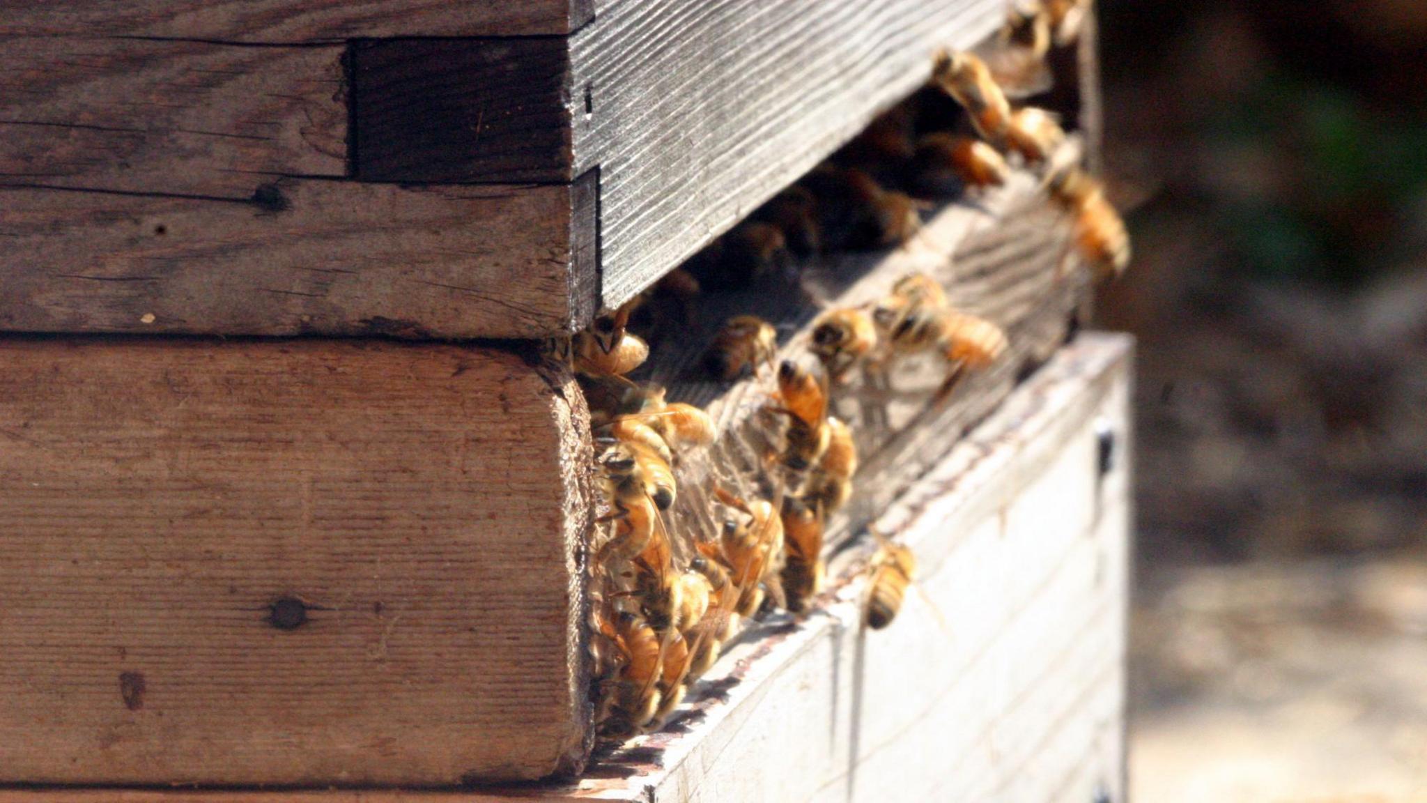Several bees crawling in and out of a wooden hive box in the sun.