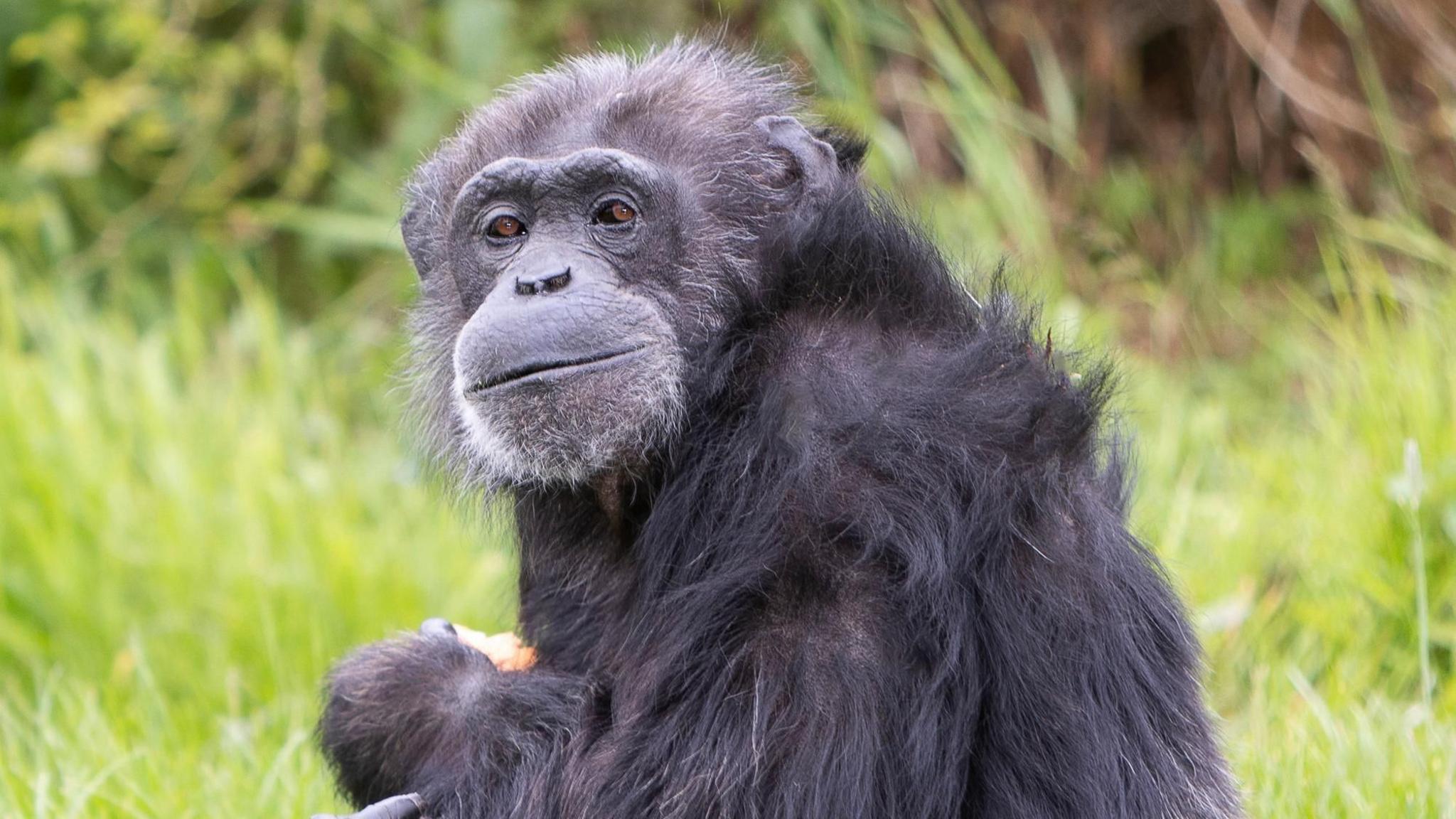 A chimpanzee looks as if it is smiling towards the camera as it sits in a grassy enclosure.