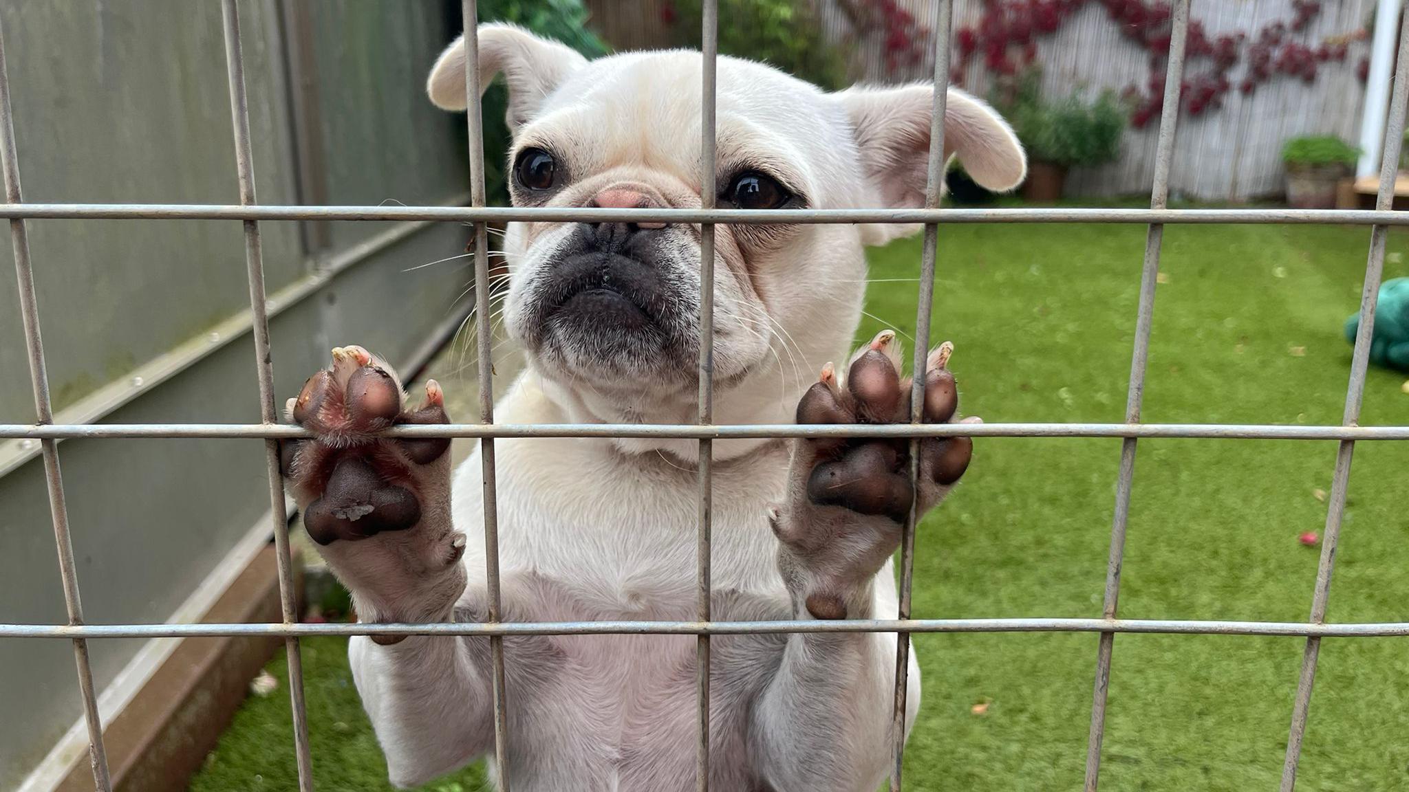 A white pug-like dog stands on its back legs and presses its paws onto a metal fence around its enclosure at the Bristol Animal Rescue Centre. Behind it a grassy area and wooden fence is visible.
