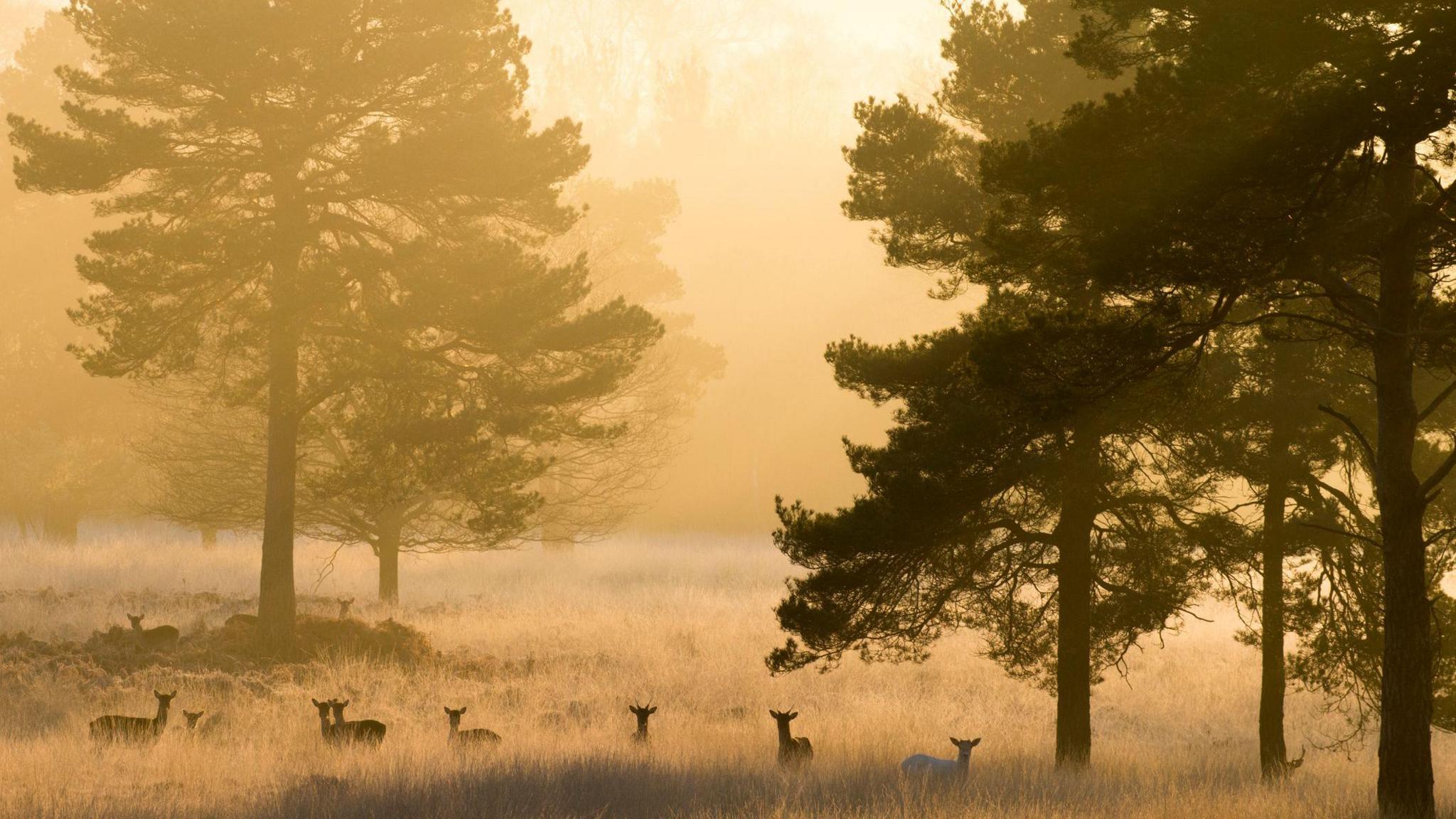 It is dawn. Golden sun illuminates the trees as a herd of Fallow deer eat long grass.