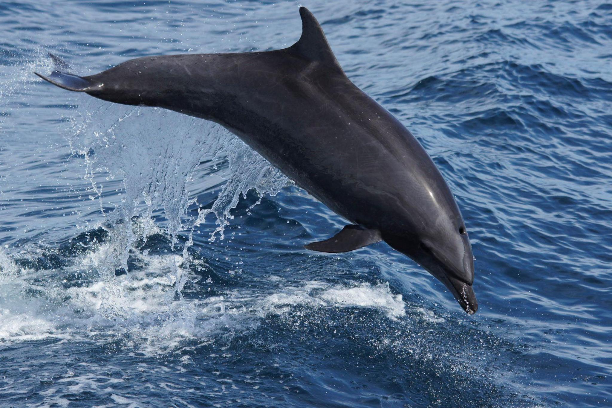 A bottlenose dolphin breaching. The dolphin is out of the water, trailing spray behind it. The animal is dark grey in colour.