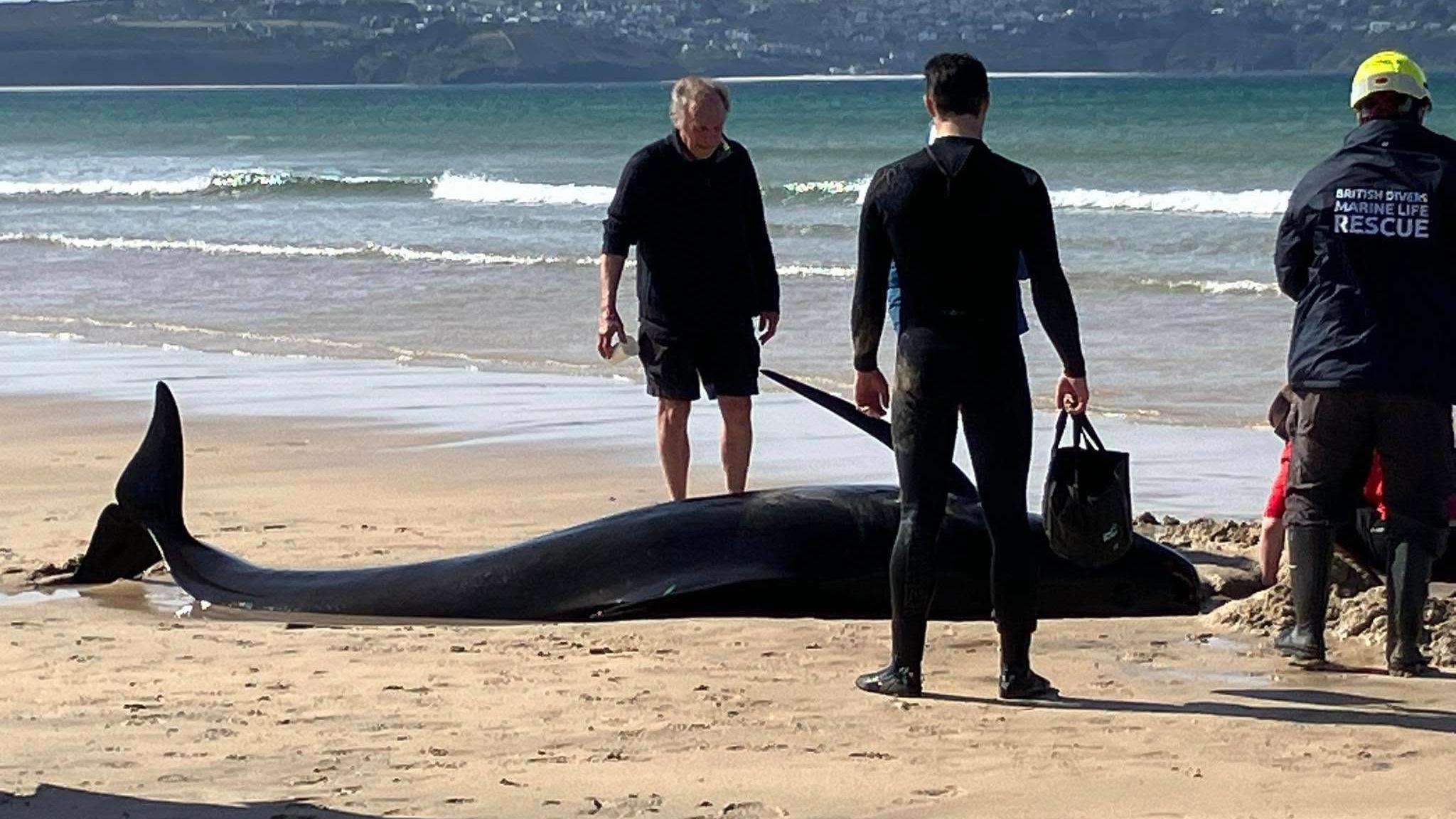 Three people stand around a whale which has become beached in Cornwall. The whale is black and is on its side. One of the people around it has a wetsuit on and is holding a bag. Another stood the other side has a jumper and shorts on. A member of the British Divers Marine Life Rescue team is also stood wearing wellington boots, waterproof clothes and a yellow helmet.