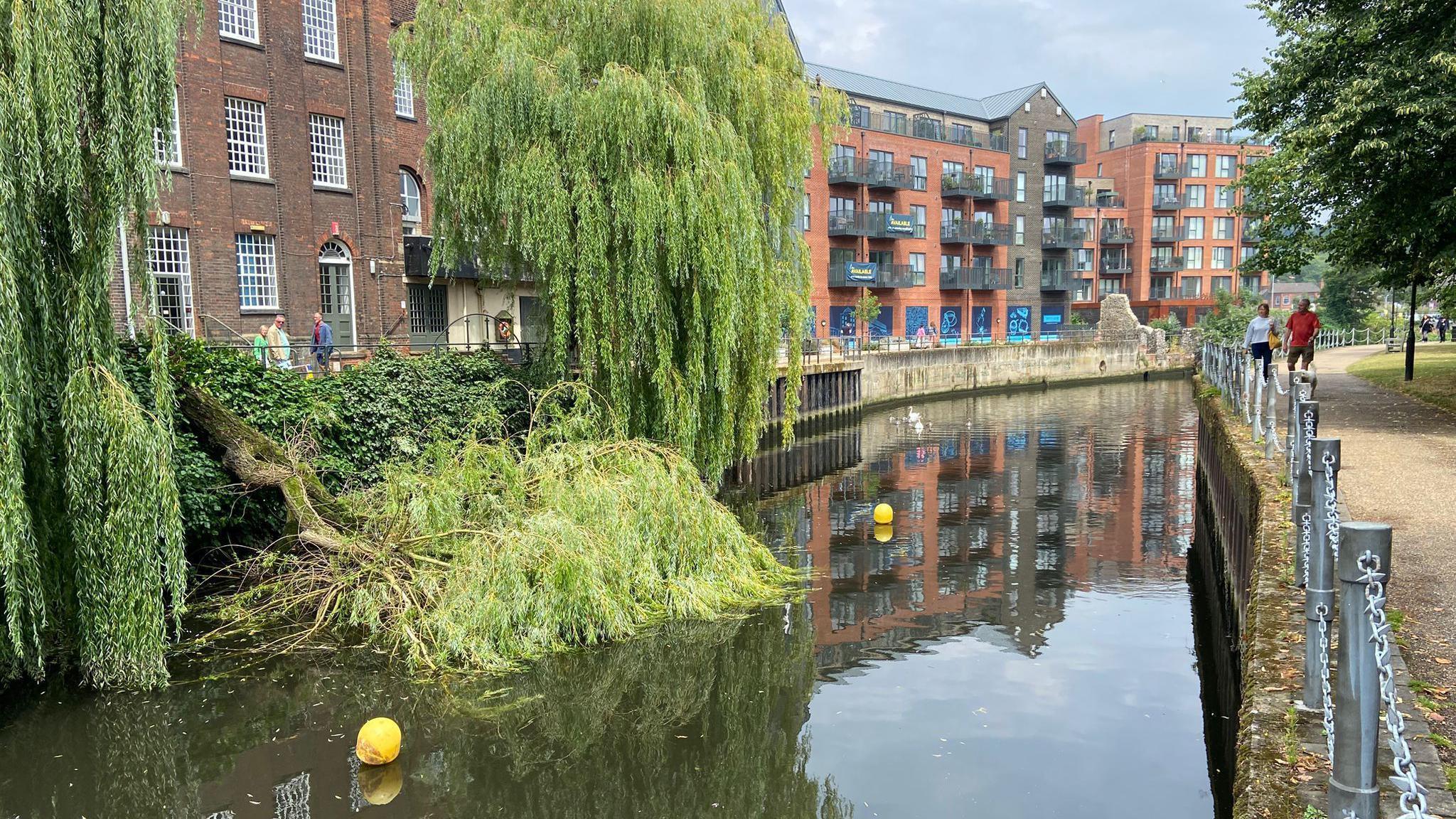 A large willow tree has fallen into a river running through Norwich. On the left side of the river there are blocks of flats with windows and balconies. On the other side, a footpath runs along the river bank. There are two people walking towards the camera.