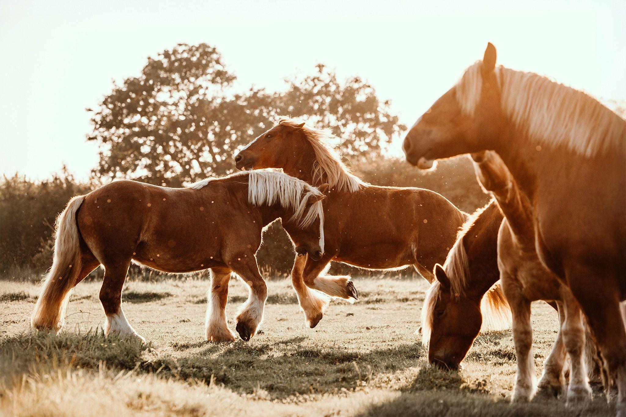 A group of horses in a field