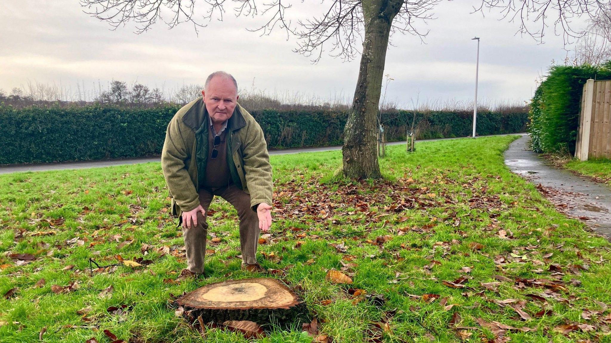 Councillor wearing brown trousers, brown jumper and green coat, standing on grass and fallen leaves, pointing to the stump of an oak tree in front of him with a road and hedgerow behind him