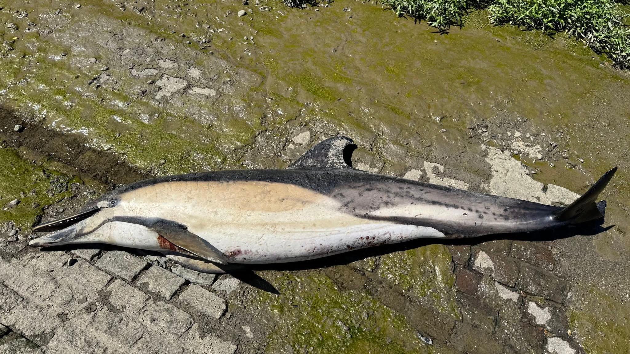 A dolphin lying on the bank of the River Thames