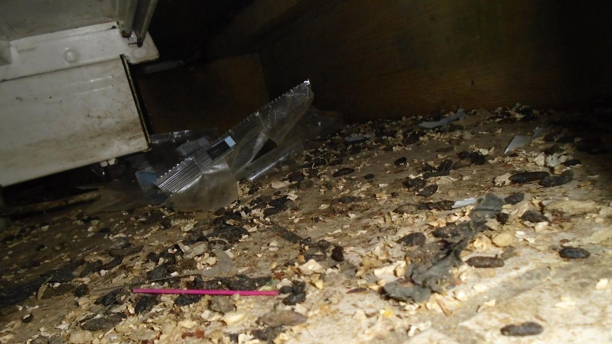 A dark corner of a room with a large number of rats droppings and what appears to be chewed flooring. A dust pan and brush can be seen in the background.