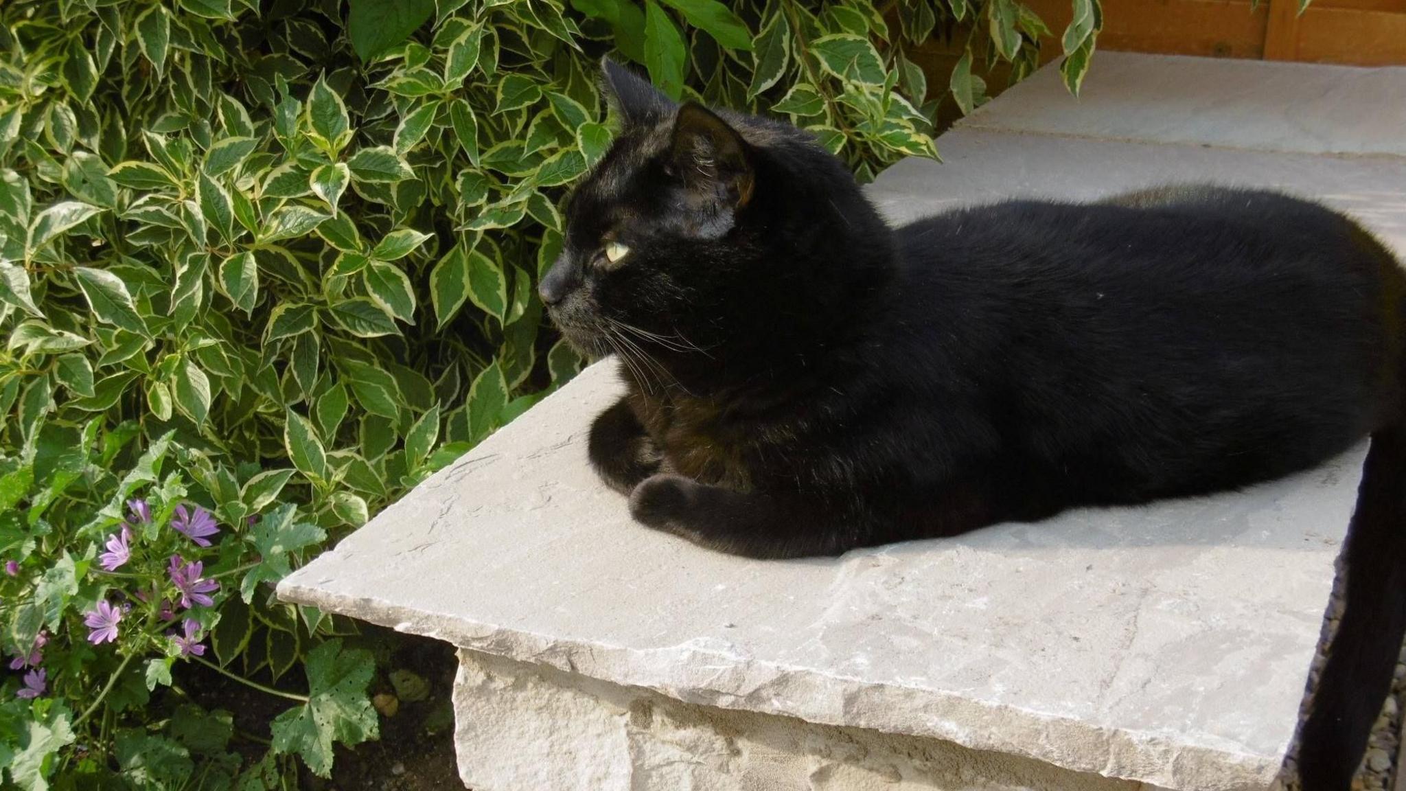 A black cat is sitting on a pale wall in a garden. There is a bush behind it and some purple flowers.