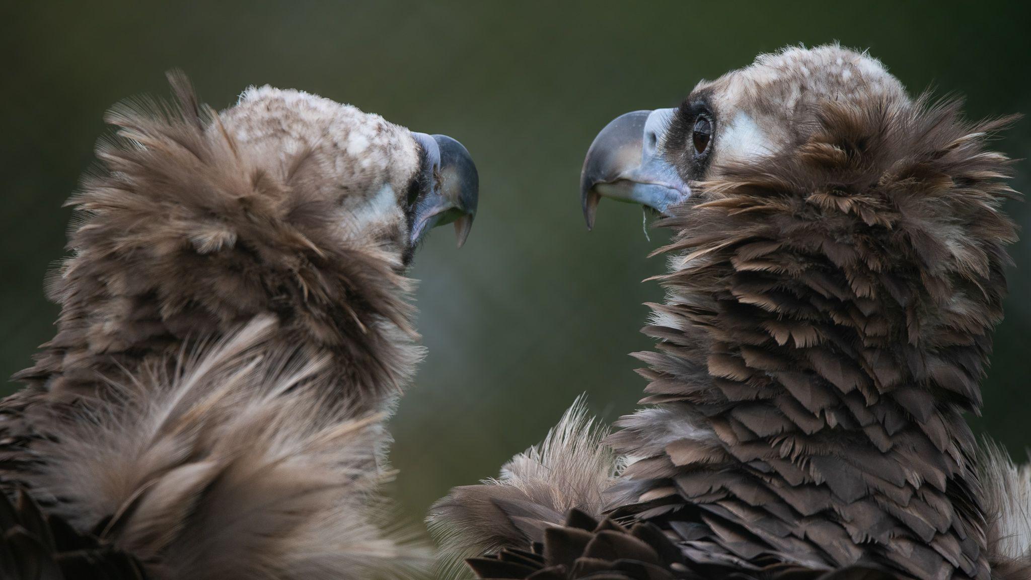 Bernard and Twinkle with their heads close together and the feathers on their necks bristled up