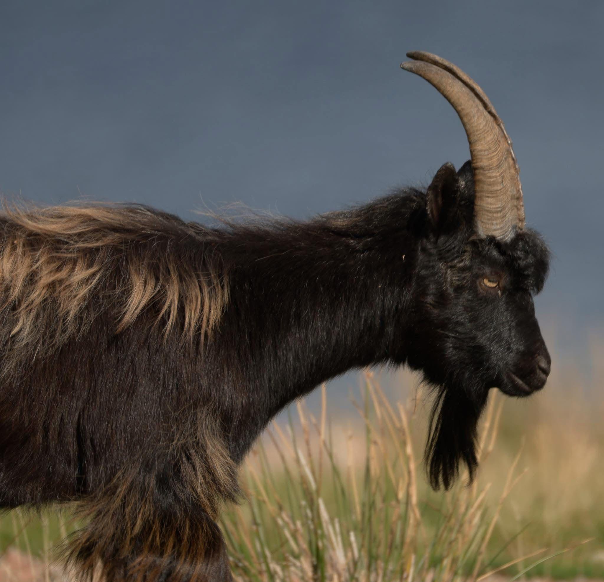 A side profile of a wild black goat with long, curved horns against a dark grey sky. Its fur is a mix of black and brown, with longer hair around the neck and back, giving it a rugged appearance.
