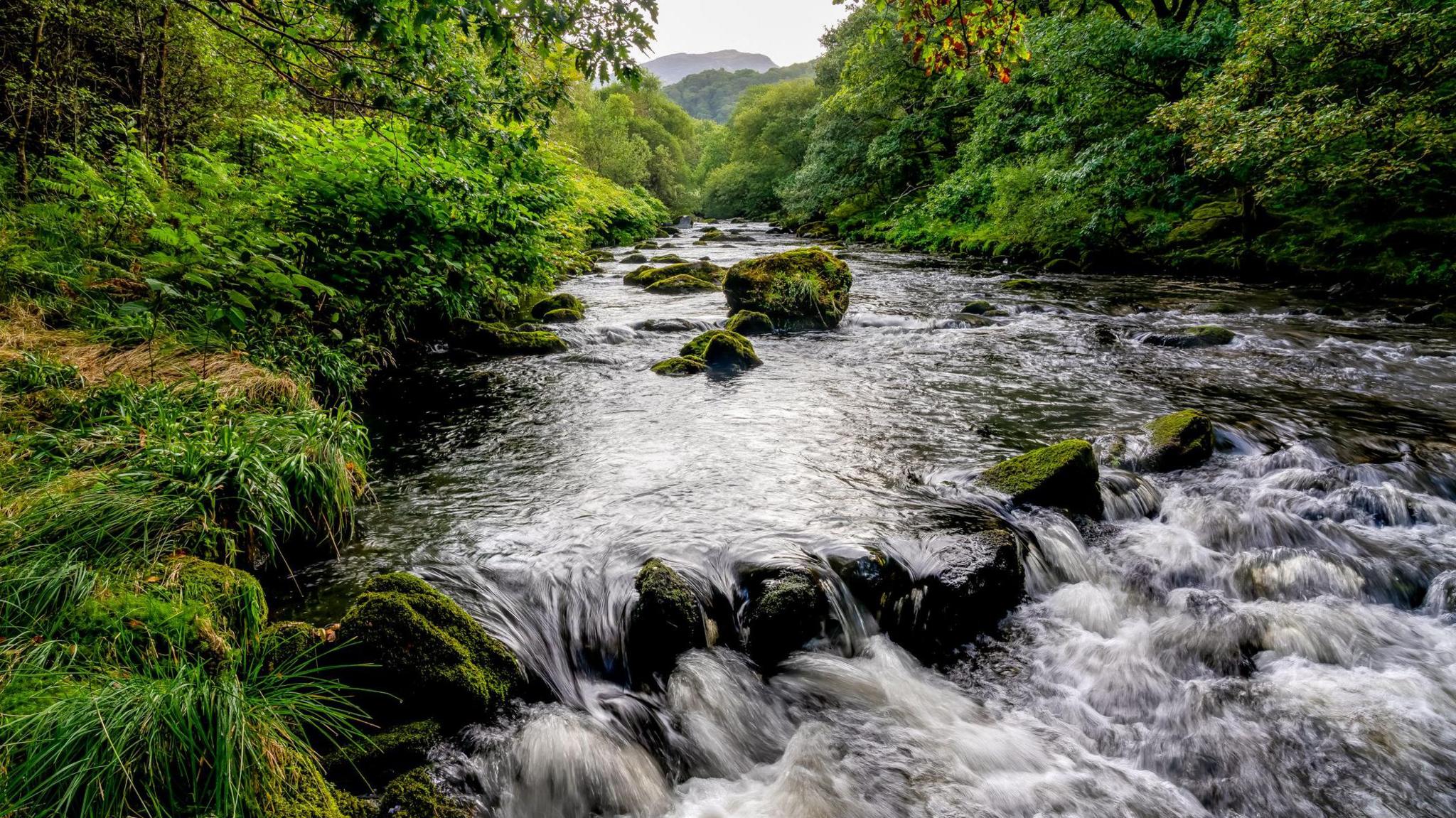 river winding through a verdant valley surrounded by dense green foliage, with moss-covered rocks and gentle rapids in the foreground