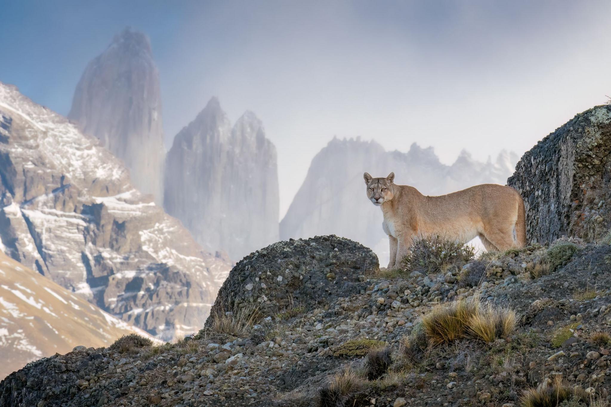 A lone puma stands atop a rugged rock formation, gazing over the windswept terrain. Its tawny coat blends with the golden hues of Chile’s Torres del Paine National Park.