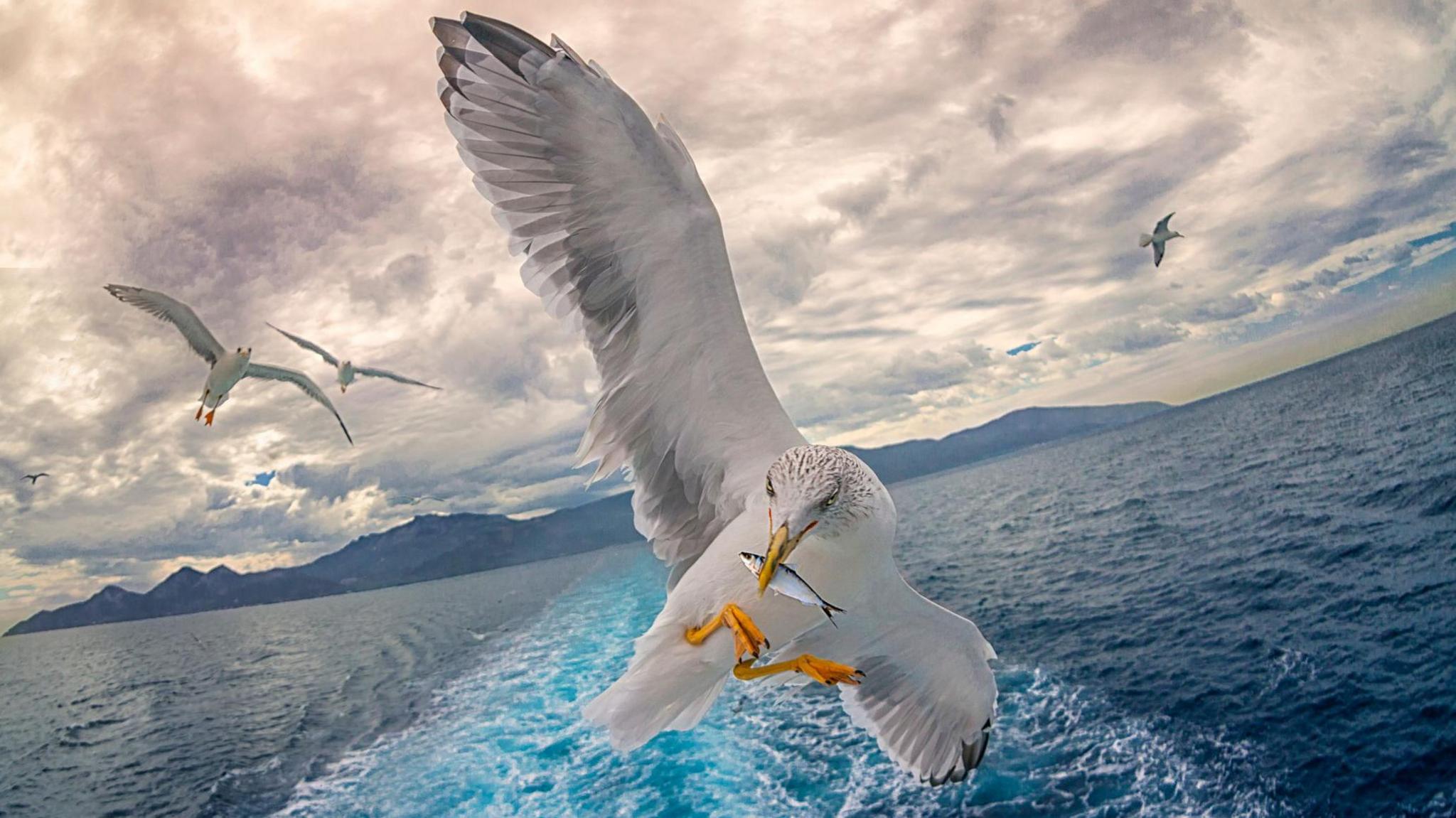 The picture shows a close-up of a gull with a small silver fish in its beak. In the background are three other gulls flying over the sea.