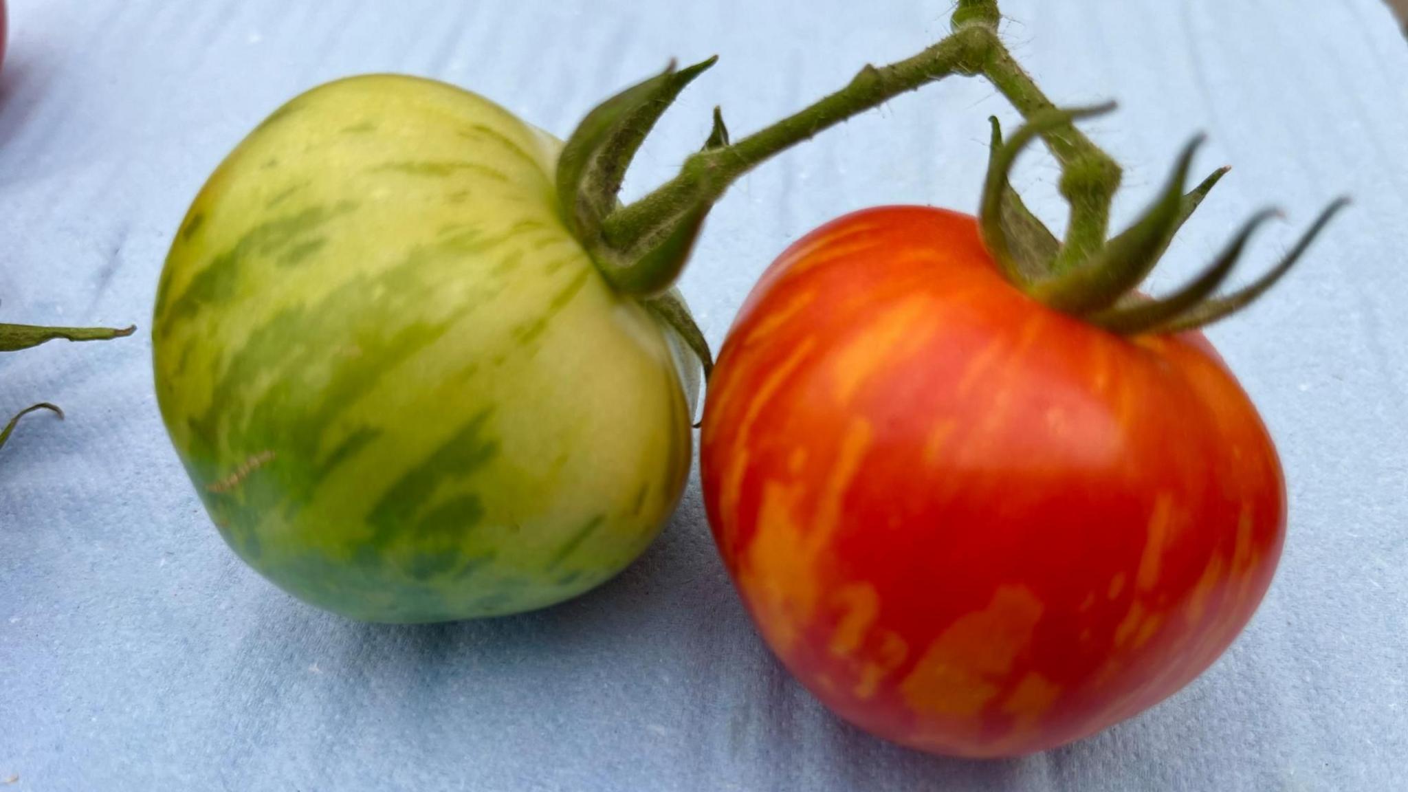 An image of two tomatoes both with stripes on them that look like sun rays. One is unripe and is green, the other is red with orange strips on it