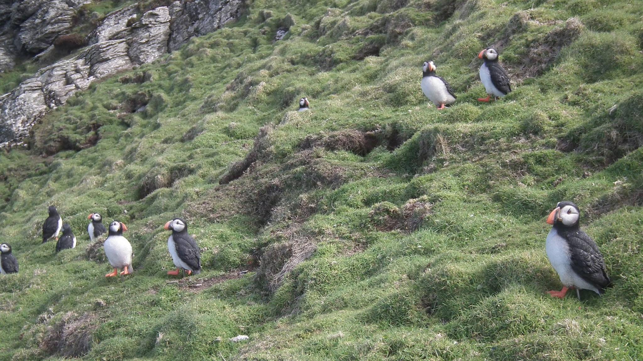 A group of puffins stand on a steep grassy embankment.