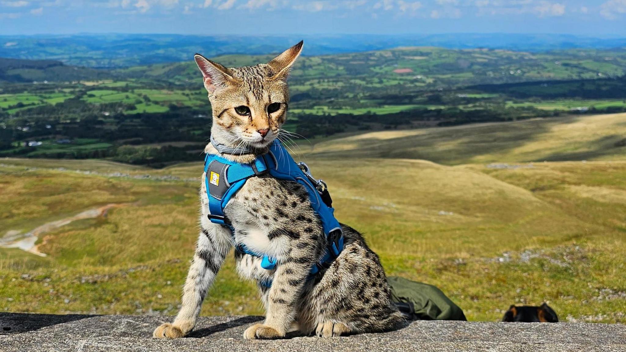 A brown cat with black spots sits on a wall, moorland is visible behind him.