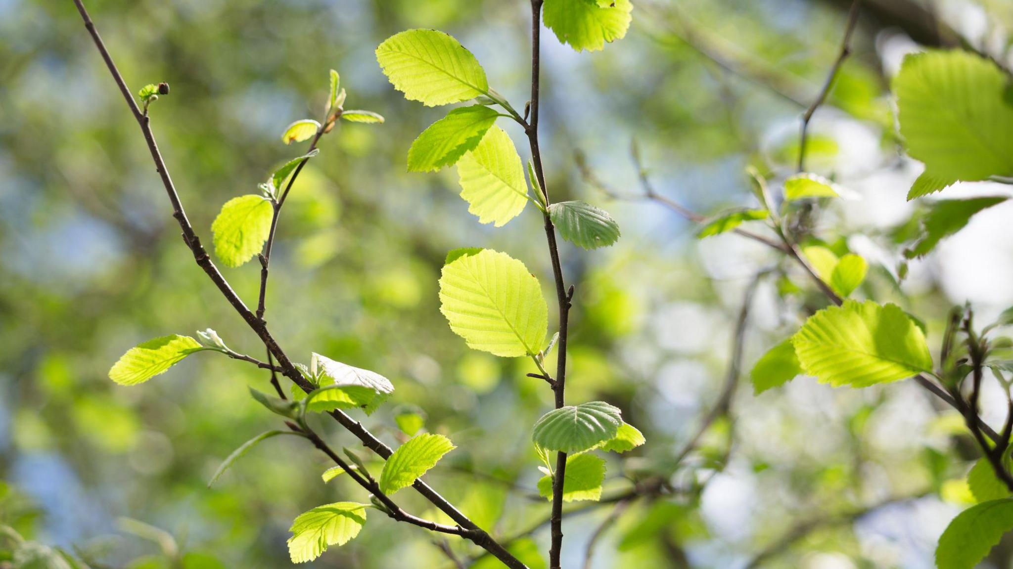 A close up photo of the green leaves of an alder tree, sparsely arranged on the tree's branches