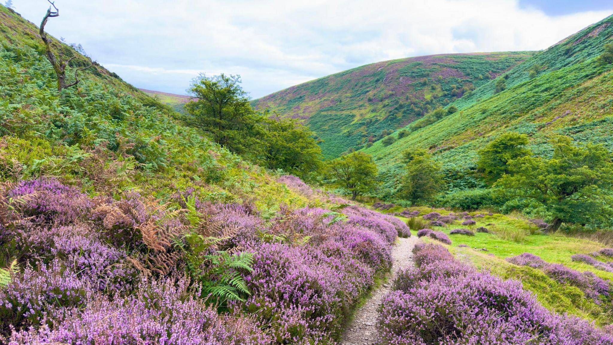 A photograph of purple flowers blooming in Ashes Hollow on the Long Mynd. In the foreground, it's covered in purple heather, with ferns and bracken growing up the slopes of the hills. Into the distance, more hills can be seen with a similar patchwork of purple and green. A narrow gravel path stretches away into the distance. The sky is slightly overcast with patches of blue.
