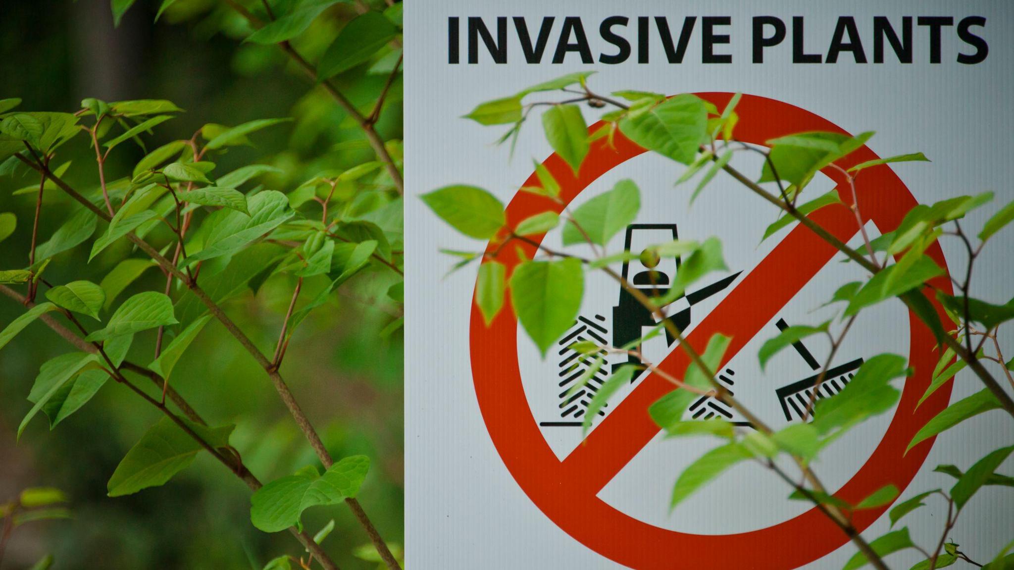 A sign reading 'invasive plants' and a red cross over a back drawing of a tractor spraying. Japanese knotweed plants growing behind and in front of the sign.