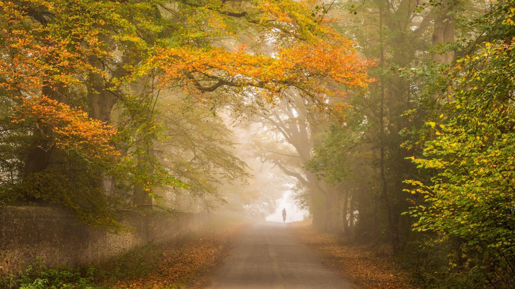 A cyclist riding along a road which is framed by autumnal trees and bushes.