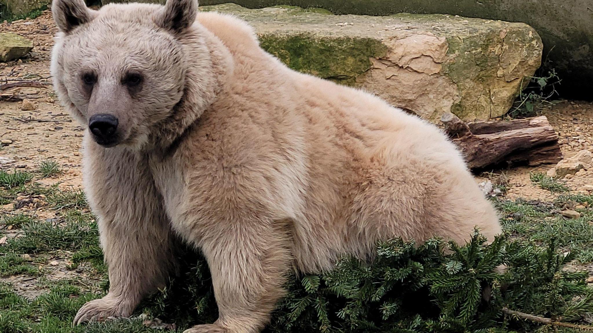 Syrian brown bear sitting on a Christmas tree