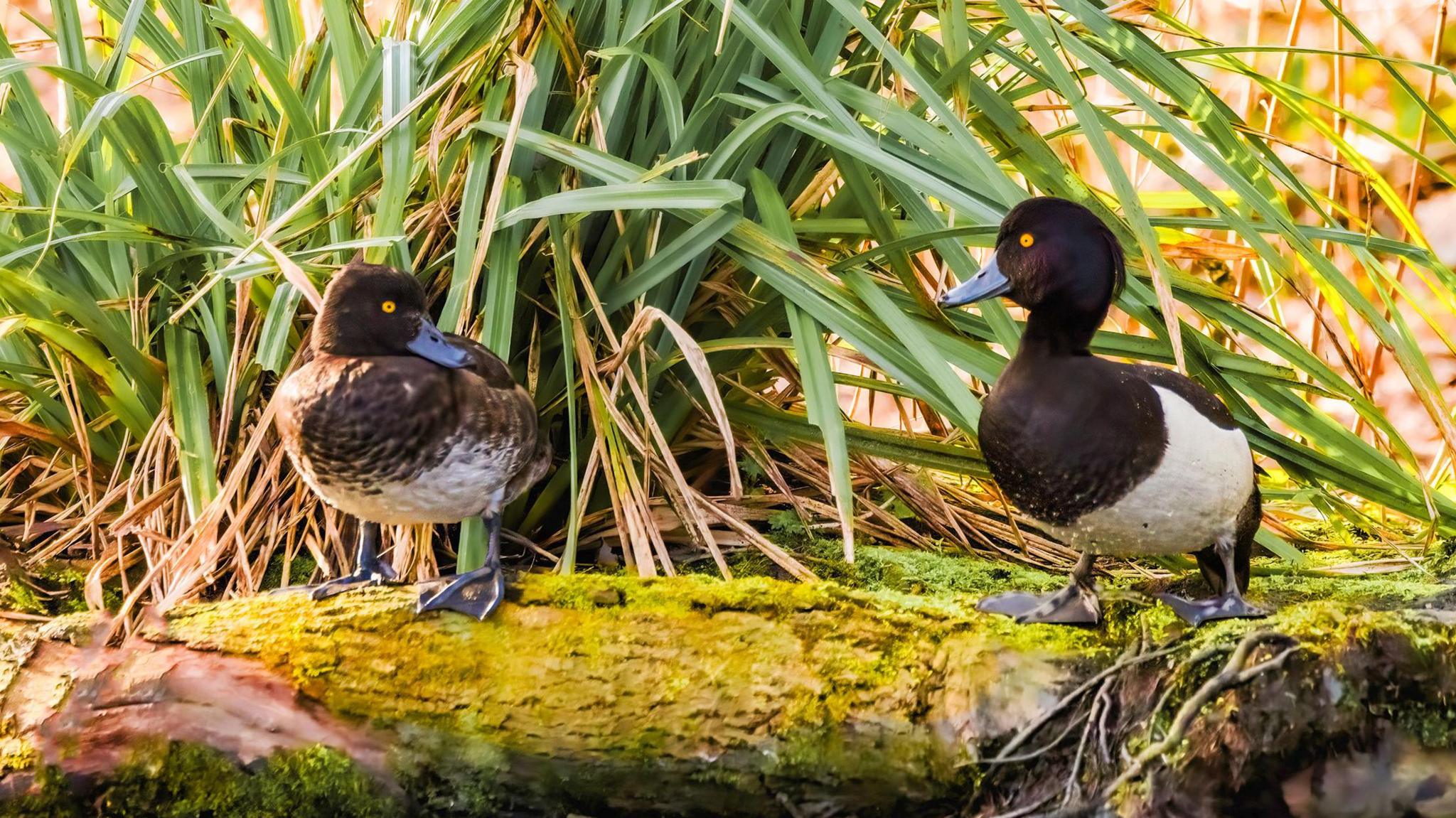 Ducks at Maxwell Park in Glasgow