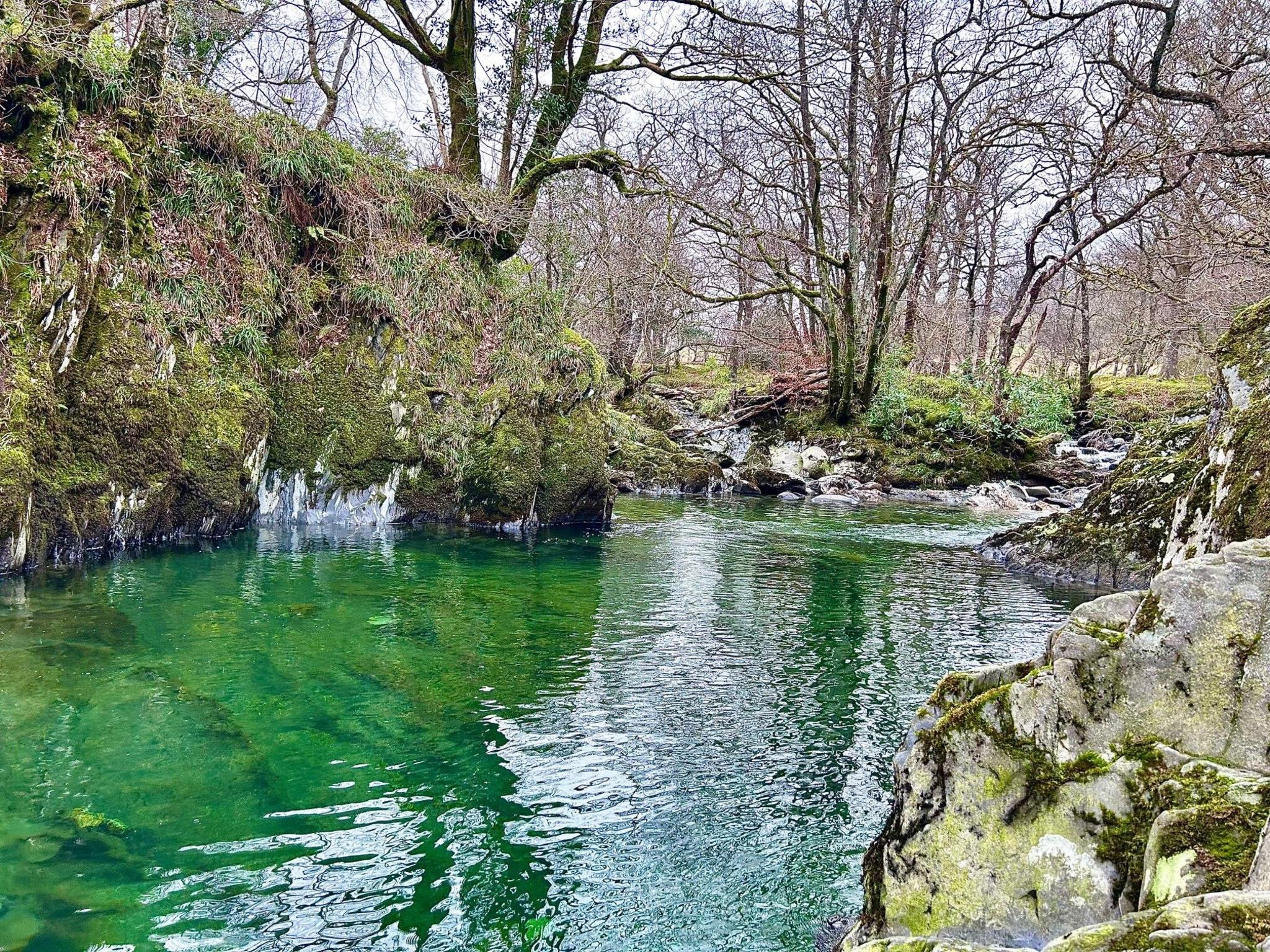 Small green-tinged pond in the middle of a gathering of trees with jagged moss covered rocks around the edge of the water