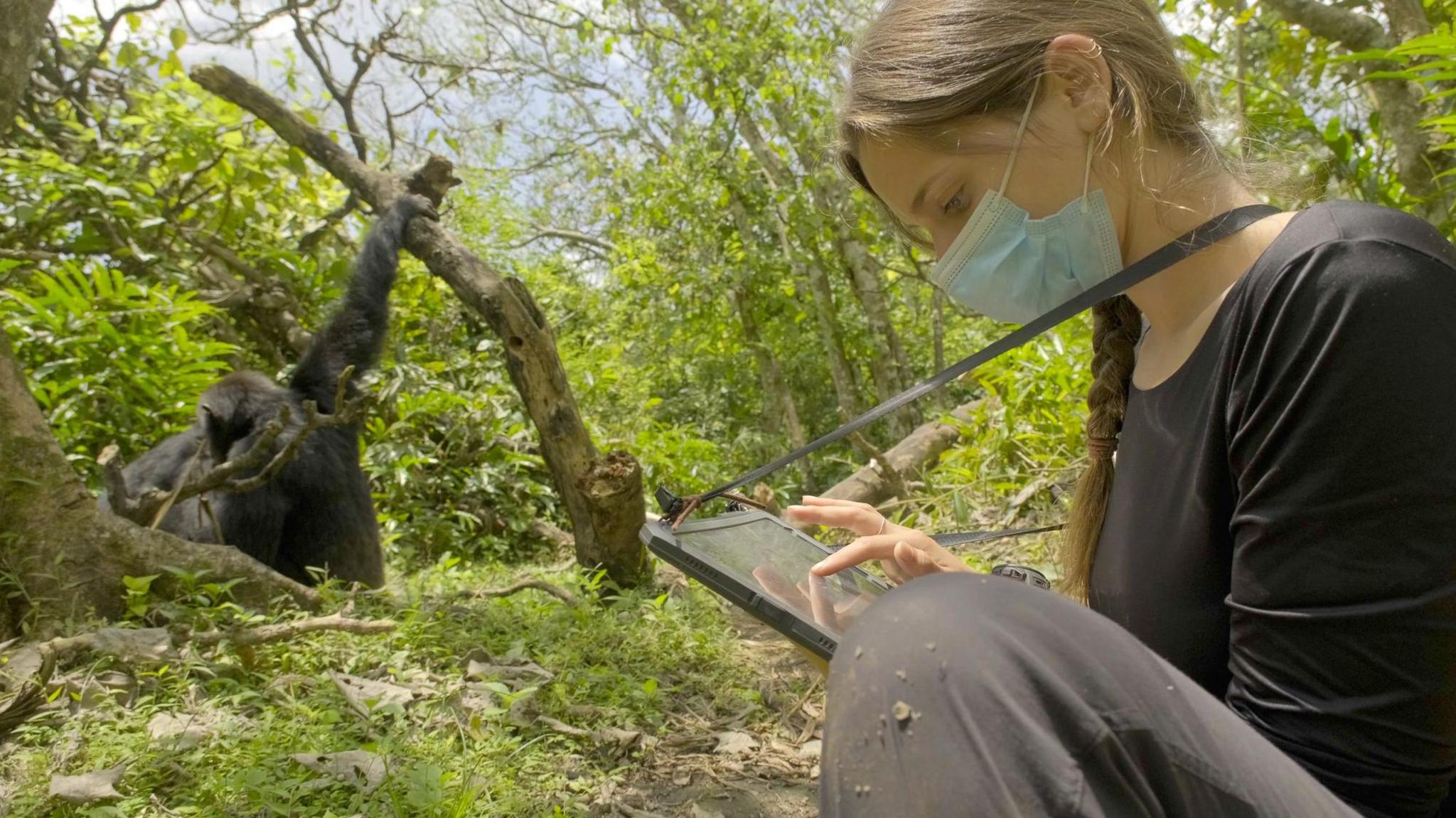 A young woman scientist, with a surgical mask on her face, studies a tablet computer. She is crouched in the rainforest and, in the background, the image shows a chimpanzee with its hand gripping a low tree branch. The animal is sitting on the ground and the researcher is observing it. The mask is to avoid transmitting respiratory infections to the chimpanzees.