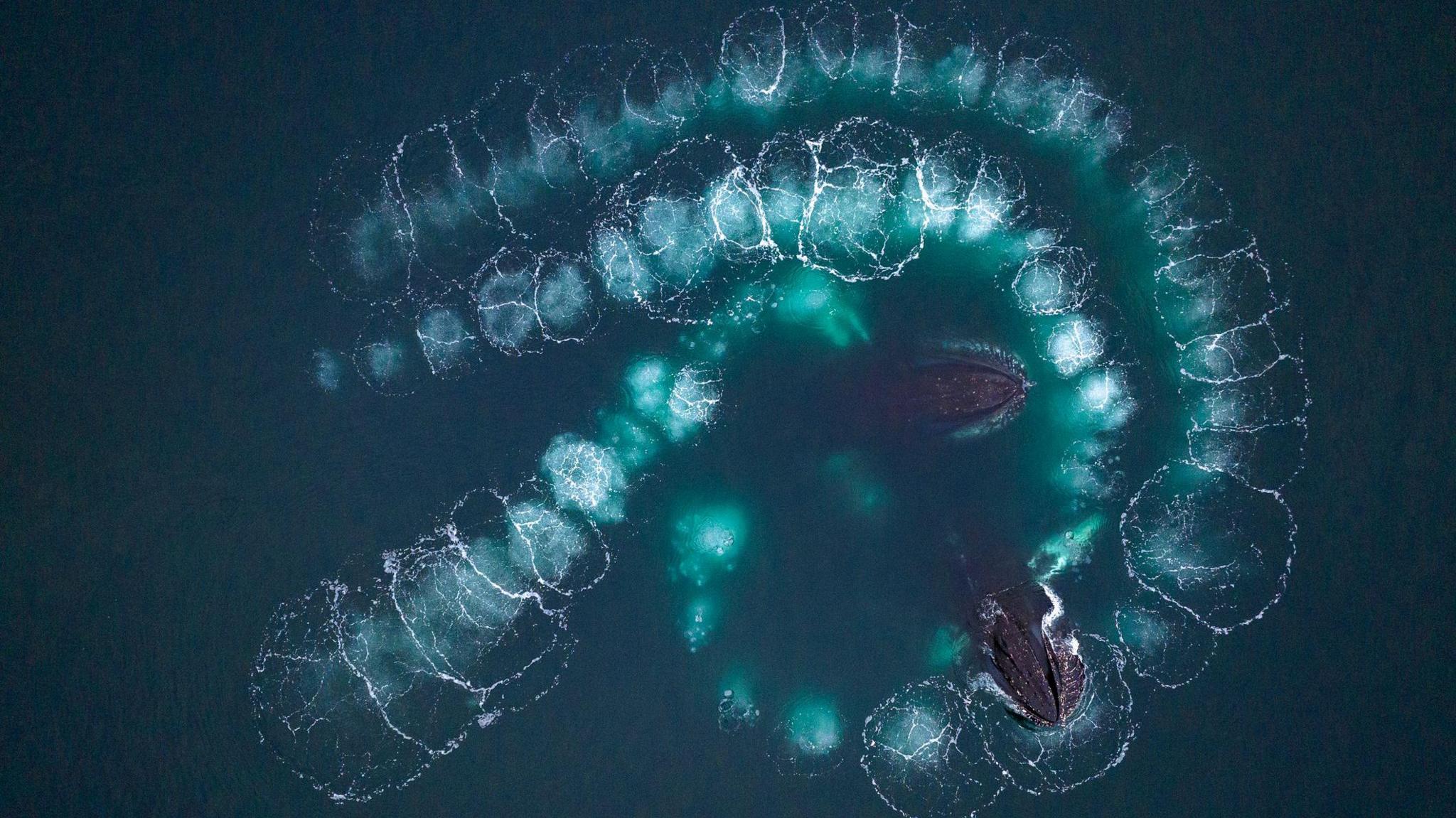 Whales making bubble-nets. 