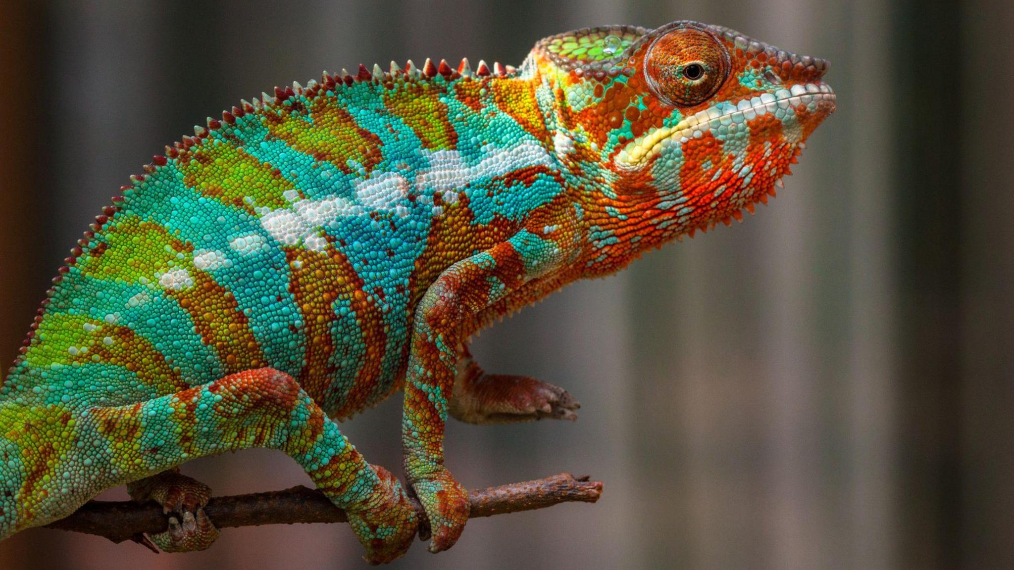 A multi-coloured chameleon of reds, blues and greens stands on a branch. The background is blurred.