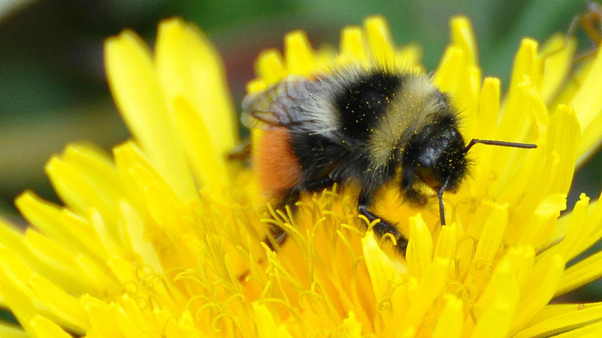 A bilberry bumblebee in a dandelion 