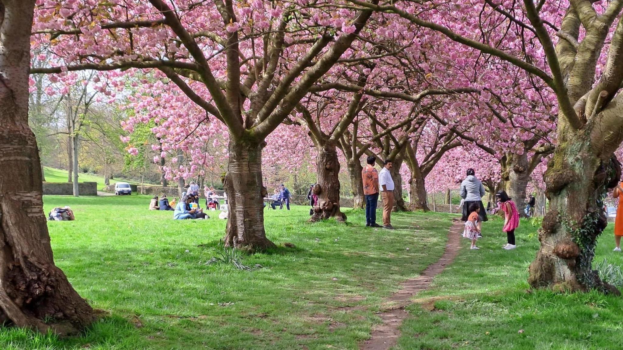 An irregular pathway runs between an avenue of cherry trees with pink blossoms. There are two dark-haired children playing on the right of the path and other adults standing in the background or sitting on the green green next to the trees. 