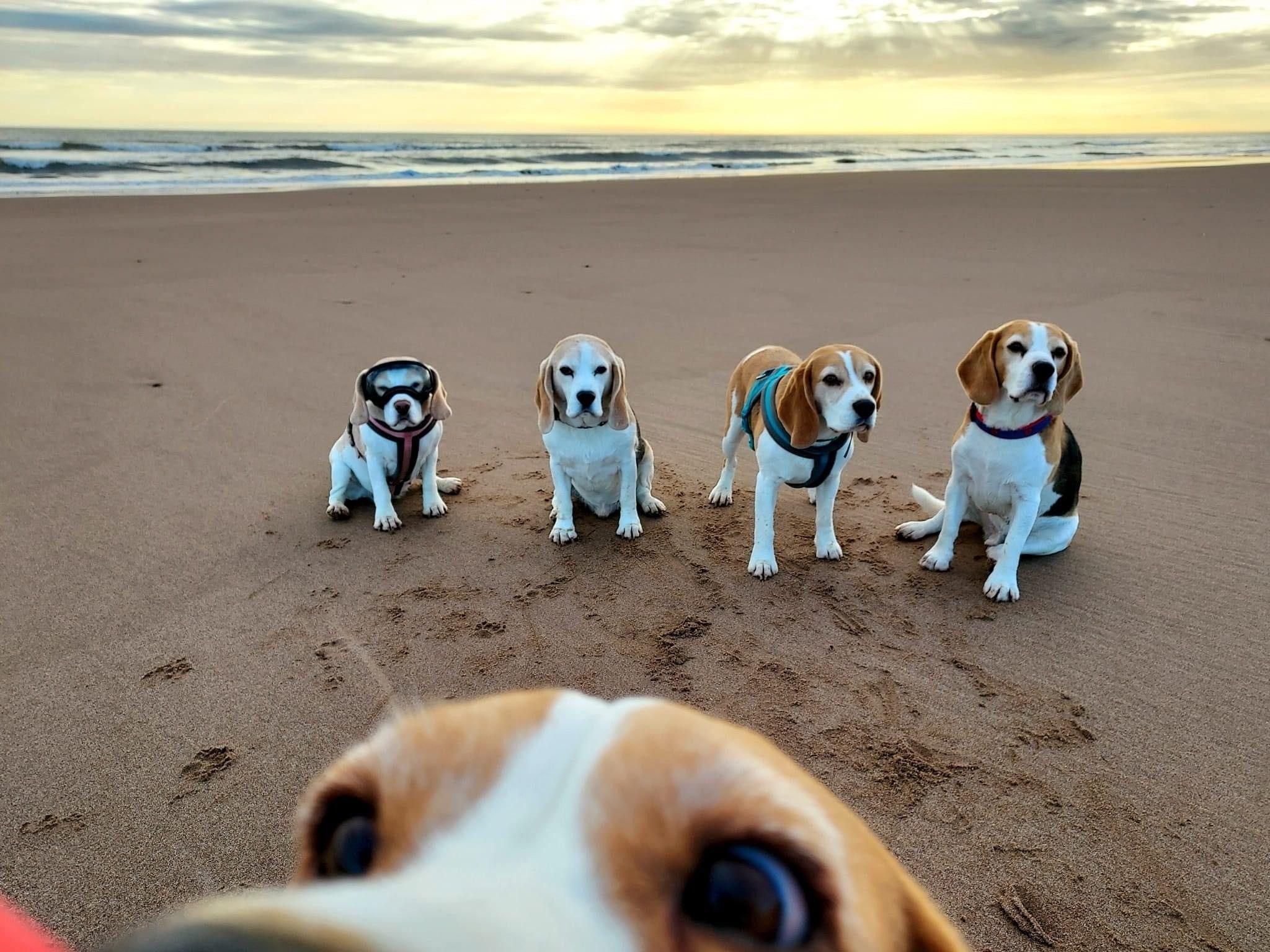 One beagle comes close to the camera as four others sit patiently