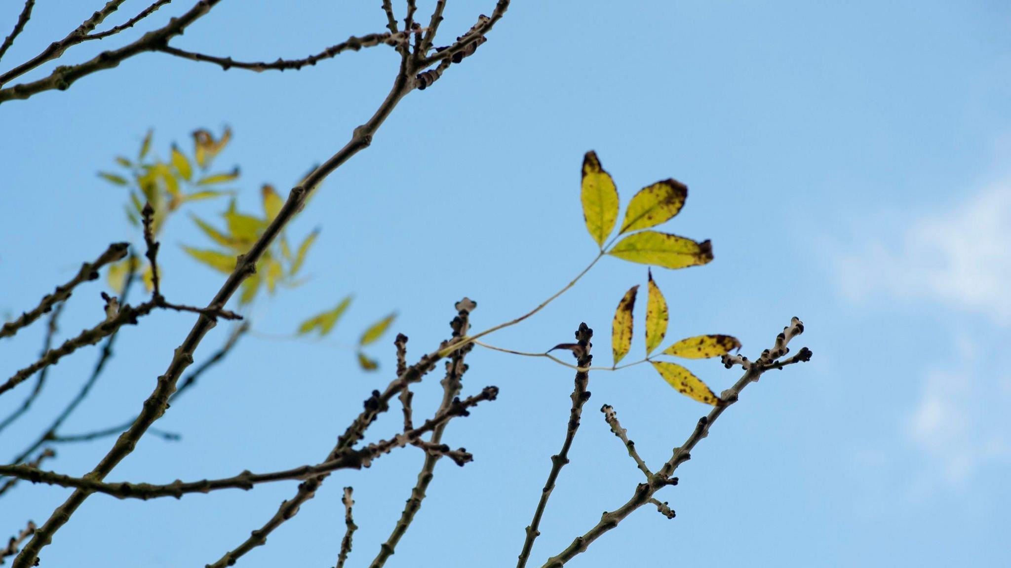 Ash tree branches with some dying green leaves against a blue sky