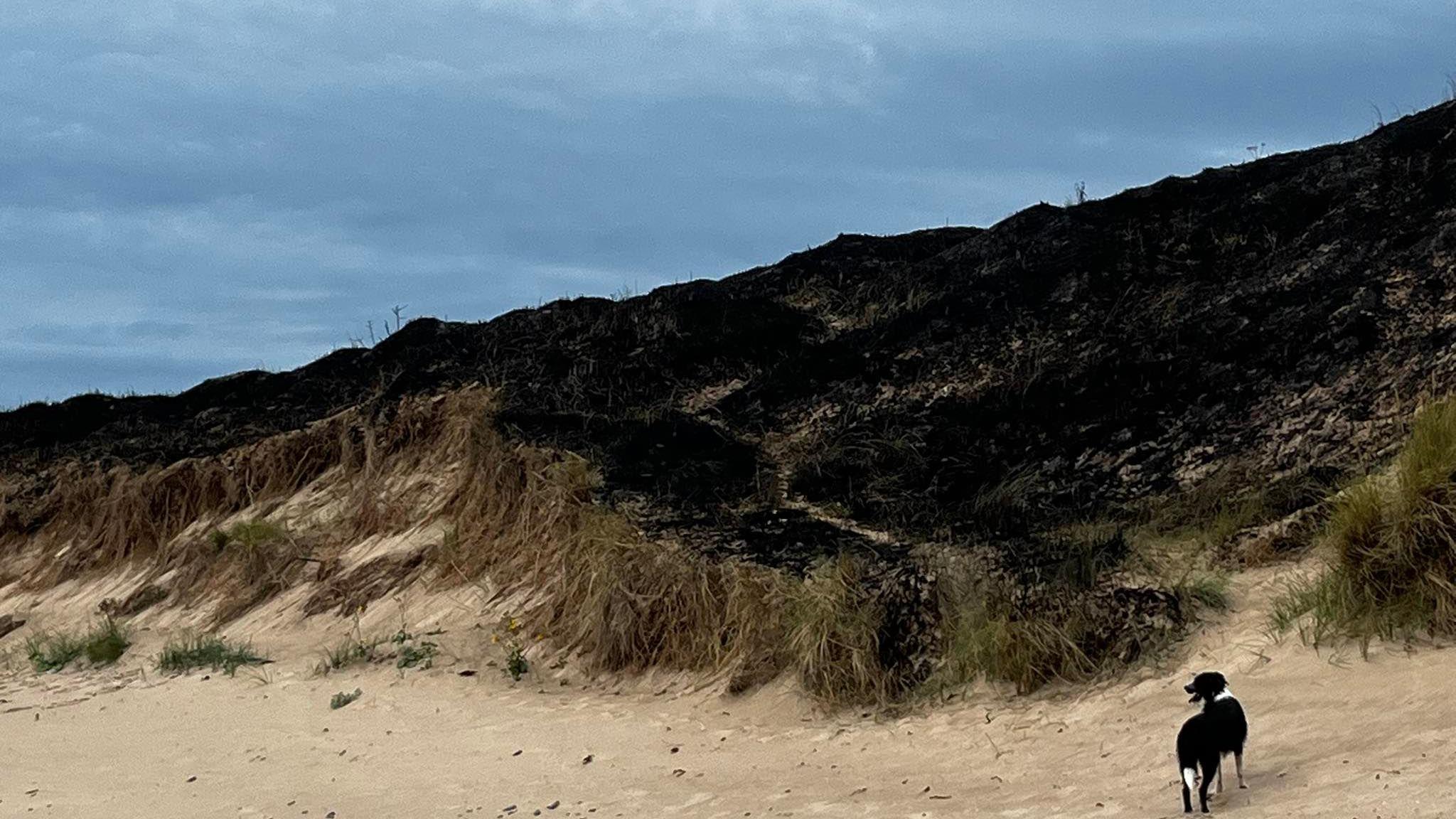 Dunes on a sandy beach are charred and blackened in the aftermath of the fire. A black-and-white dog is looking up at it.