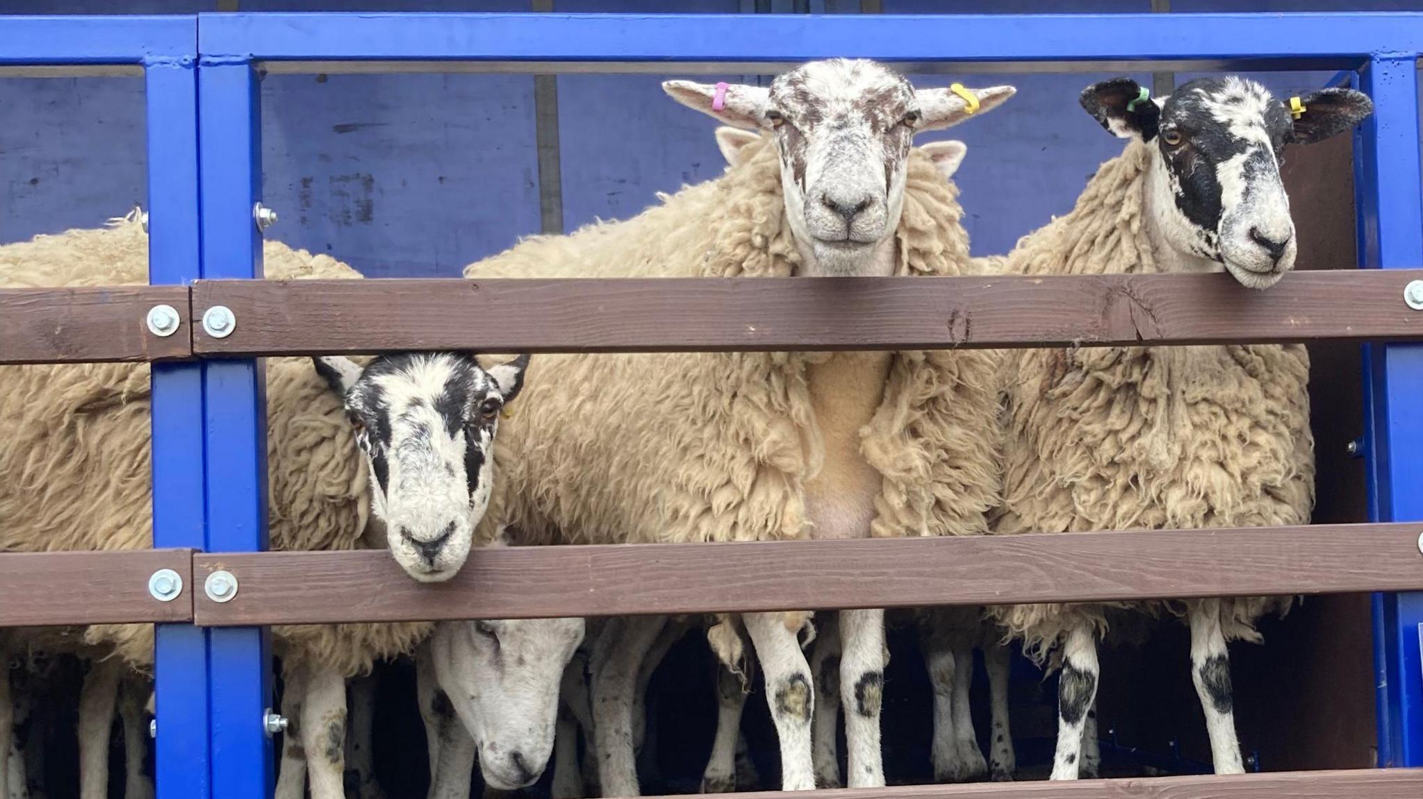 Four wooly sheep in a blue enclosure. They are each peering to look out through the bars of the pen they are in. 