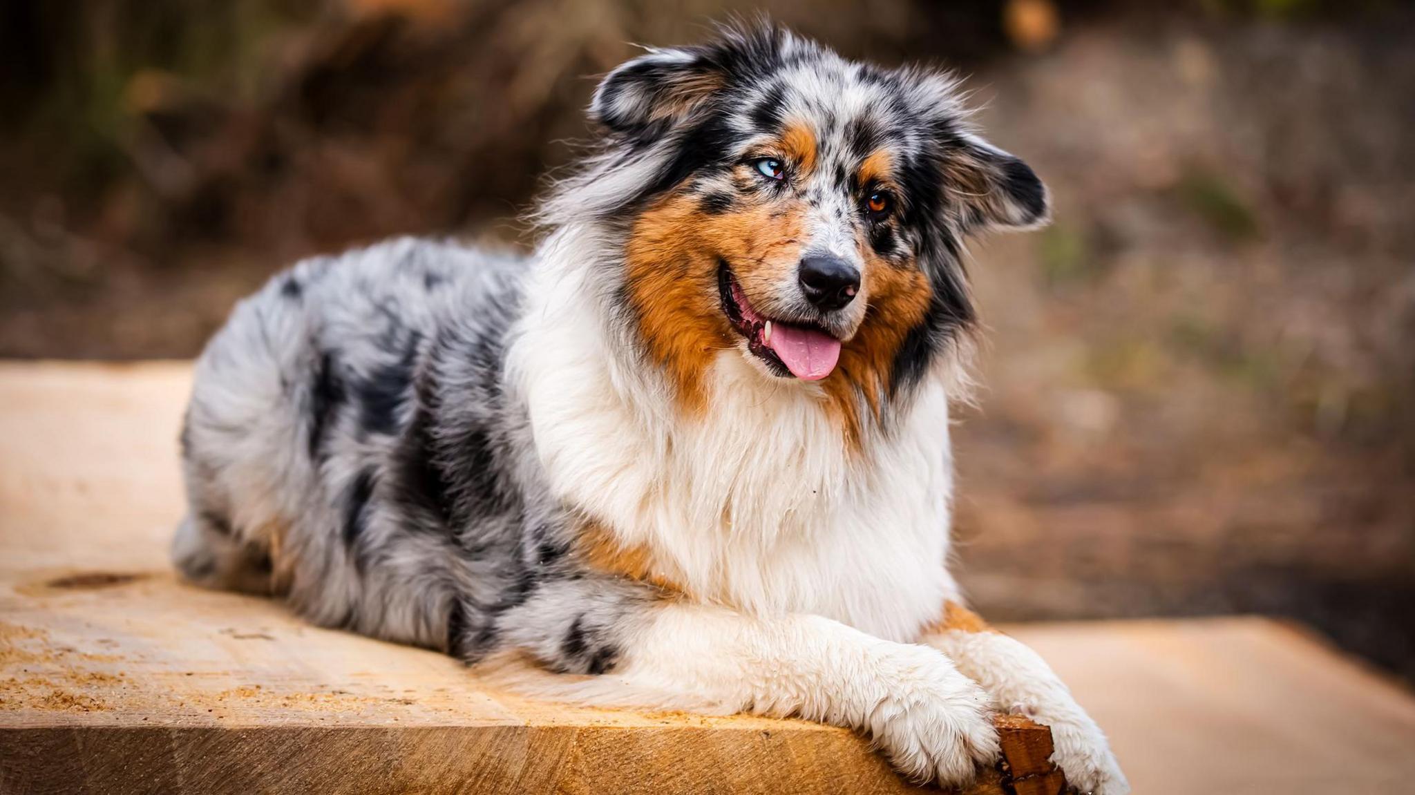 Australian shepherd 