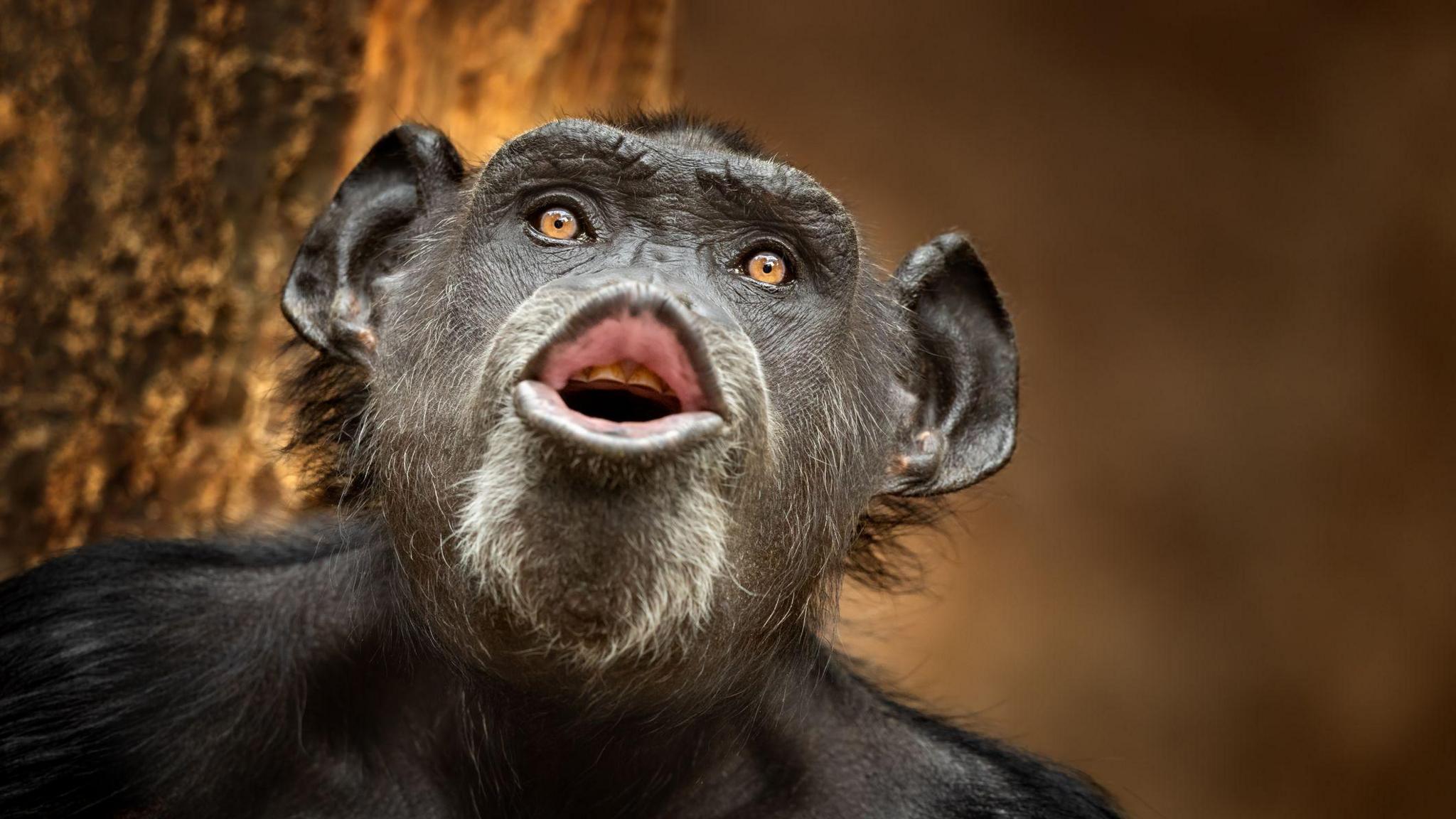 Chimpanzee calling